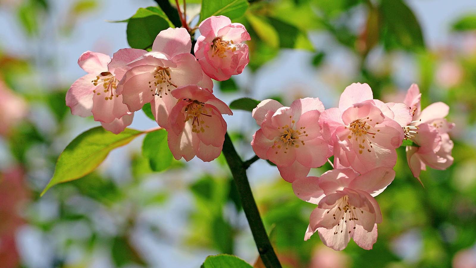 【v粉壁纸】海棠花桌面高清壁纸