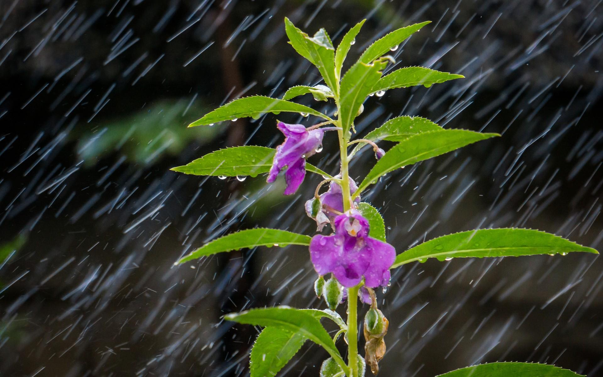 【v粉壁纸】风雨中的花儿花瓣图片壁纸