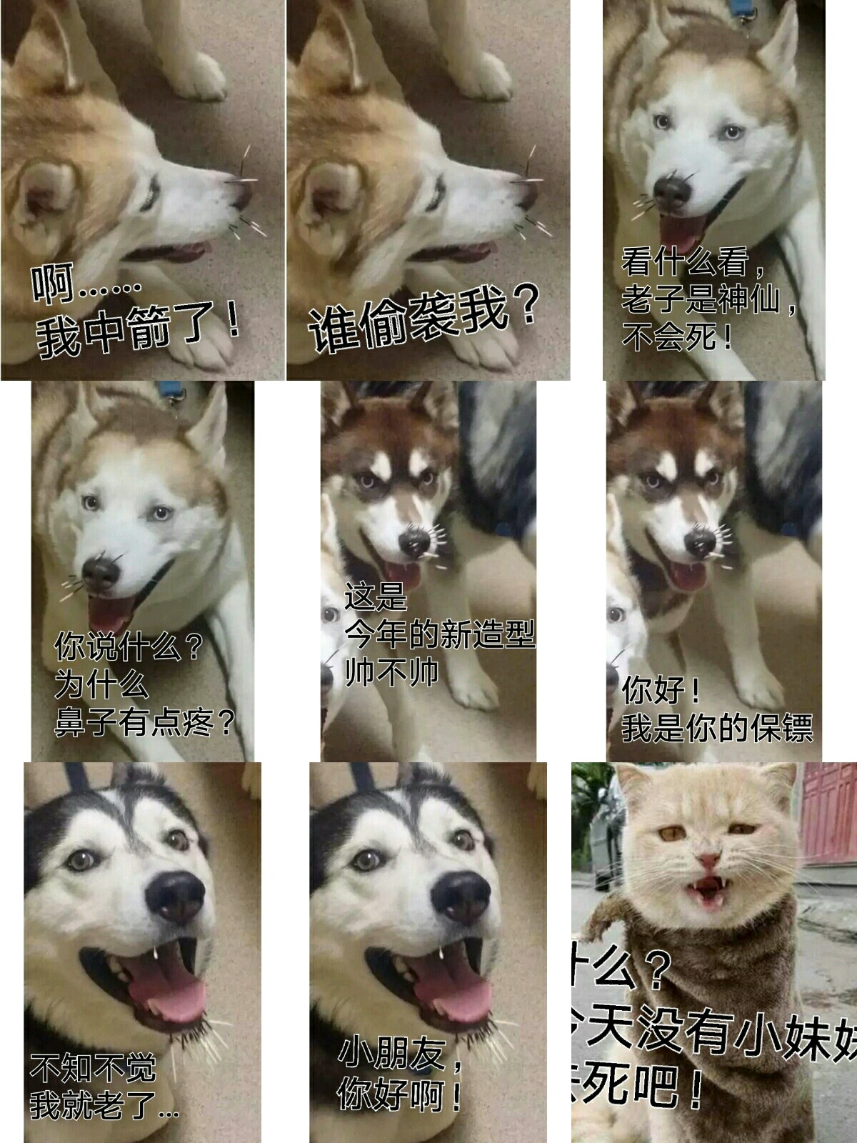 【v粉表情包】中箭的二哈