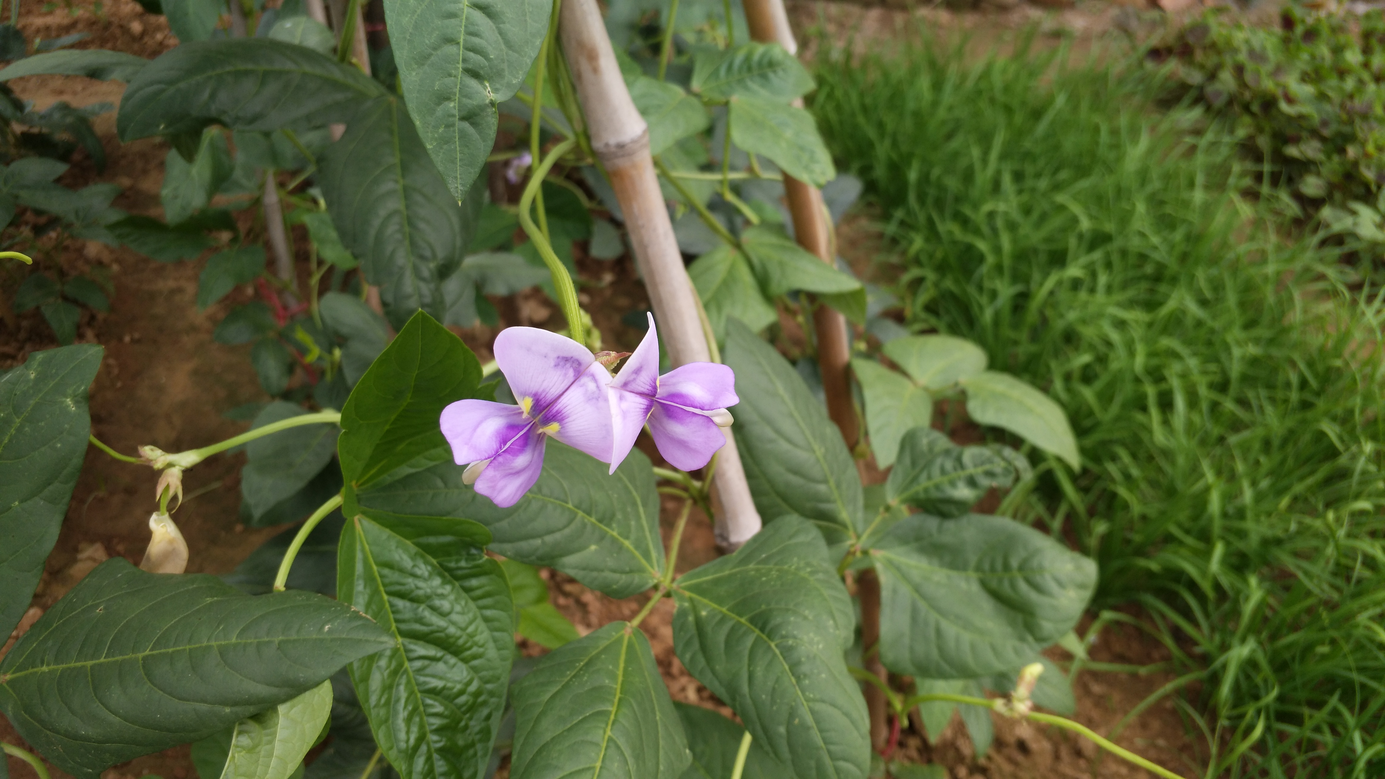 清新豆角花