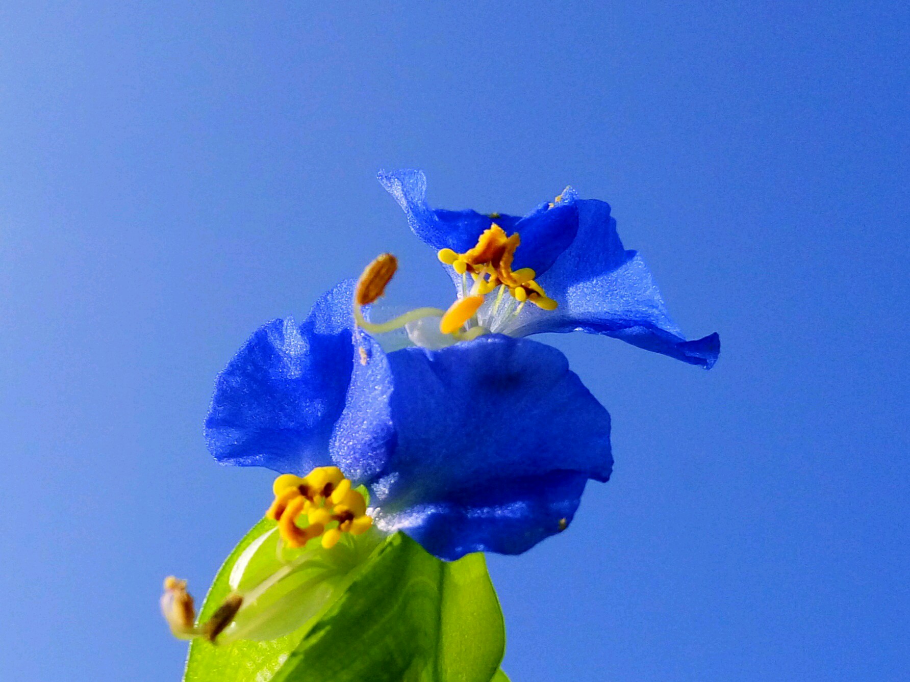 每日一拍 碧禅花