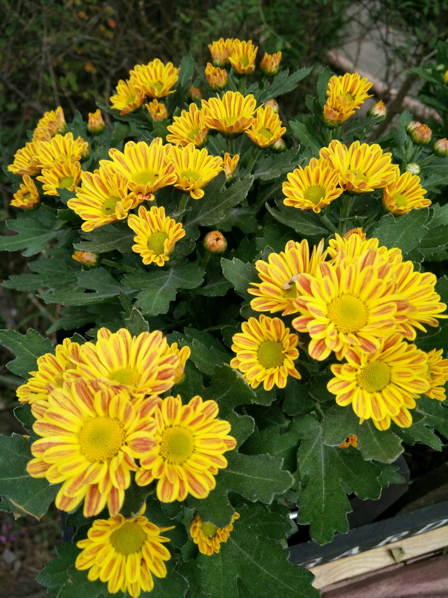 瓜叶菊
