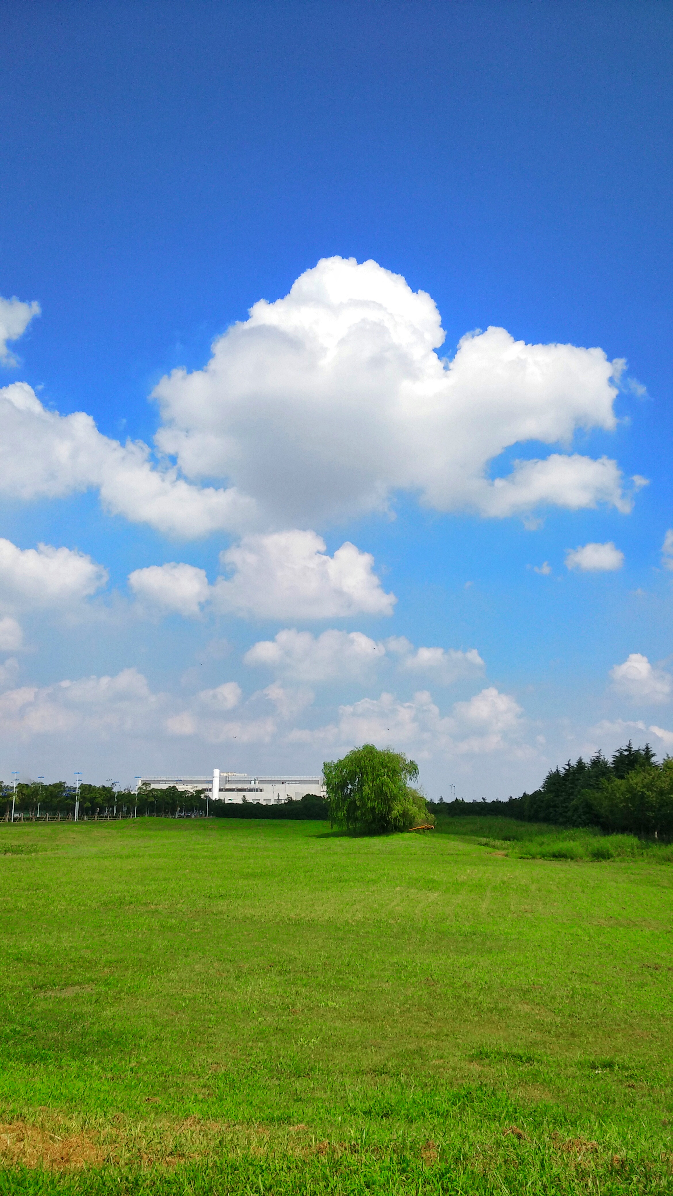 蓝天白云,青草悠悠,便是最美光景.