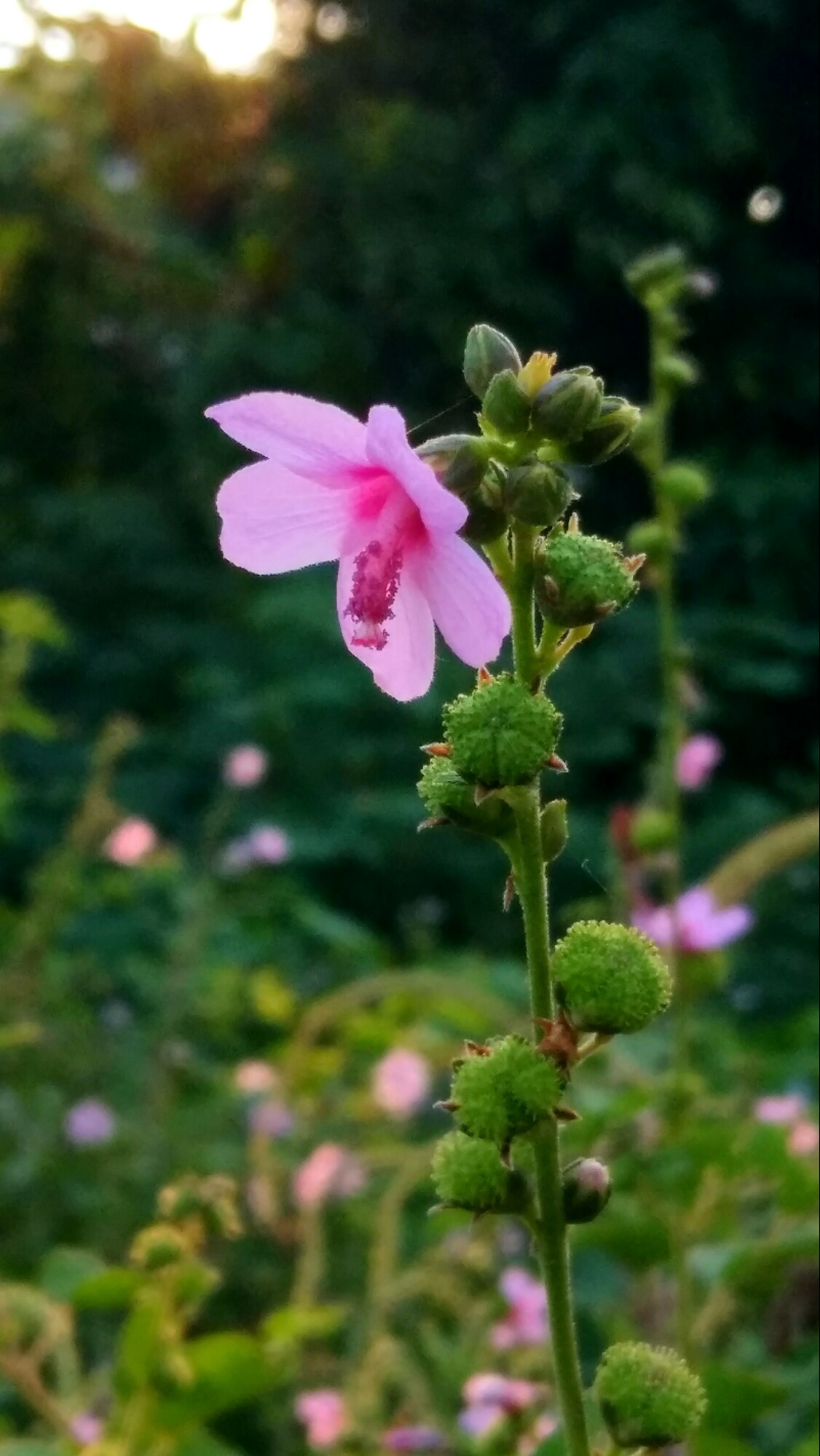 花草