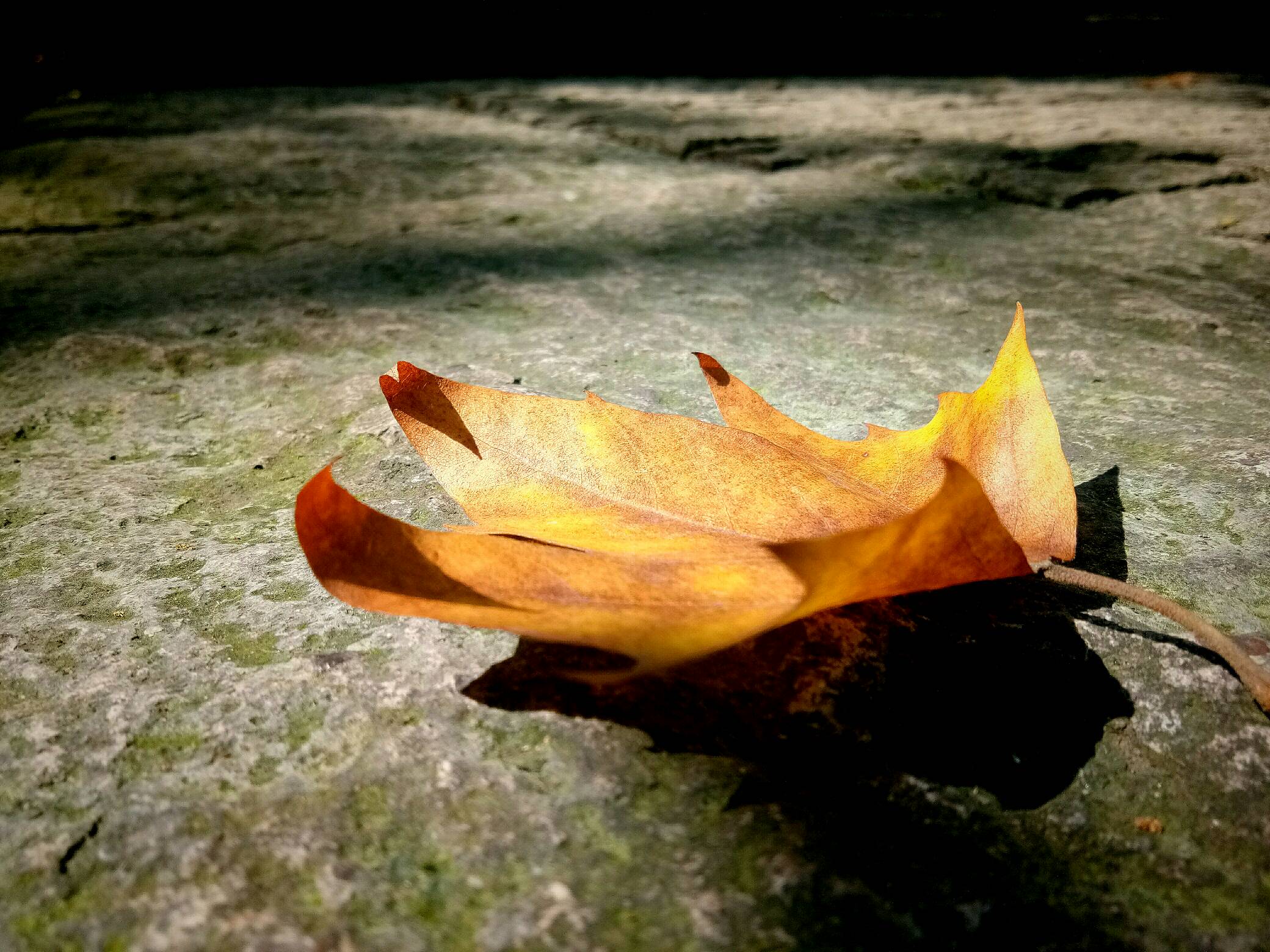 最爱秋天的梧桐叶,一片落叶,孤单又怖烂.