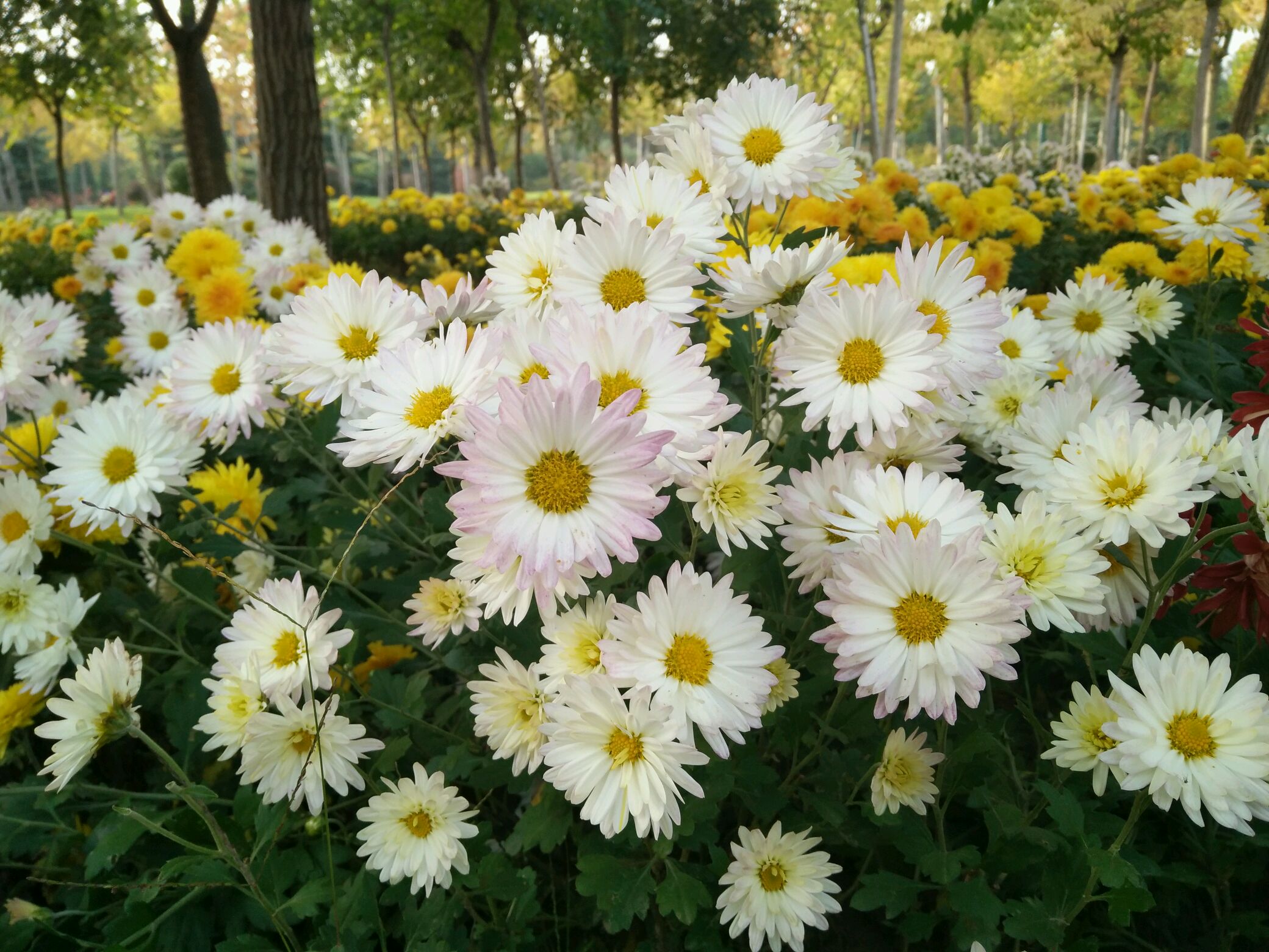 九月菊花香