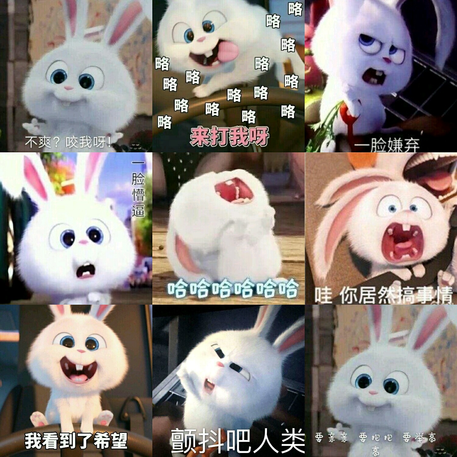 【v粉表情包】爱宠小萌兔子一组