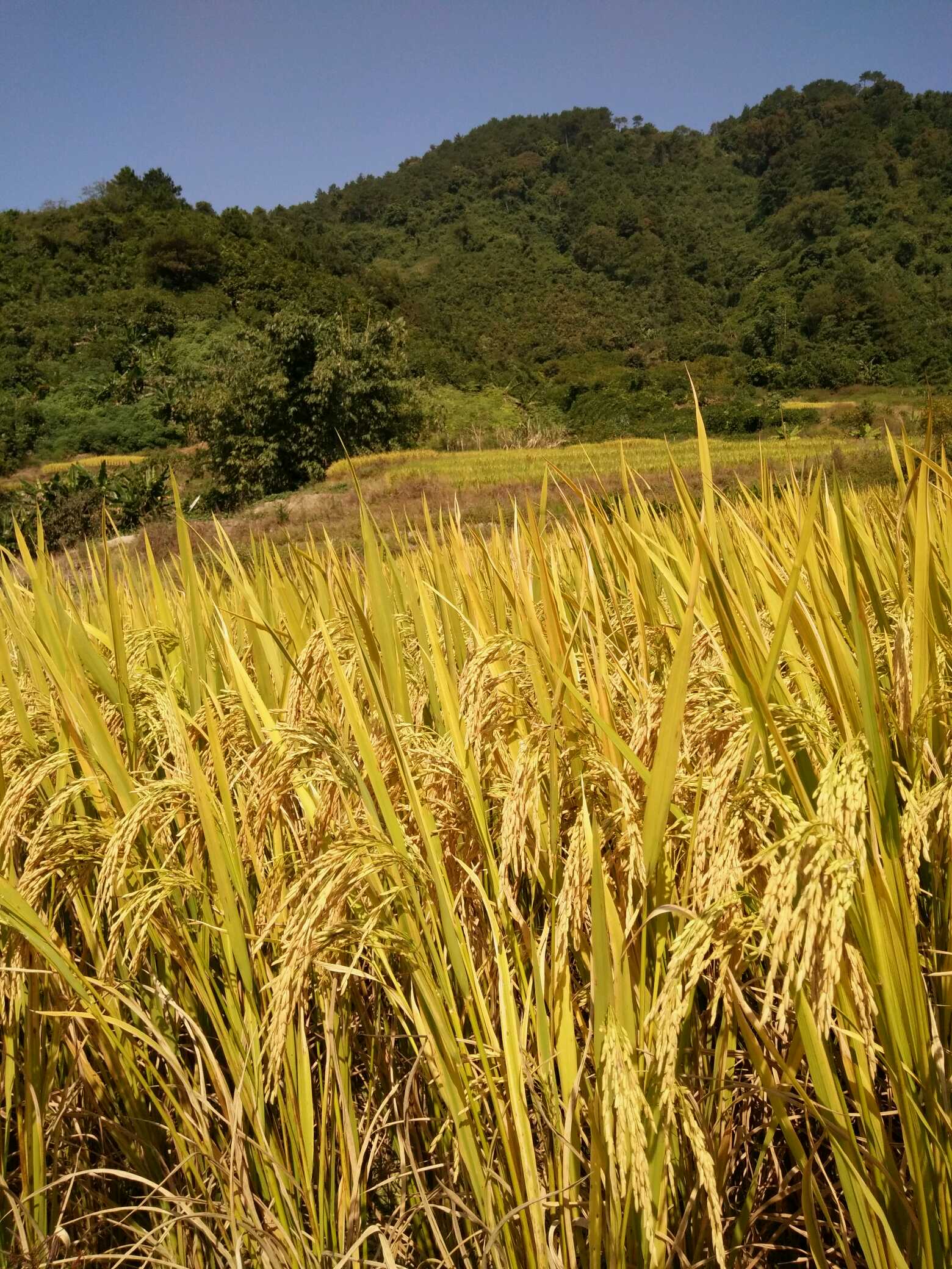植物小麦成熟自然风景摄影图高清摄影大图-千库网