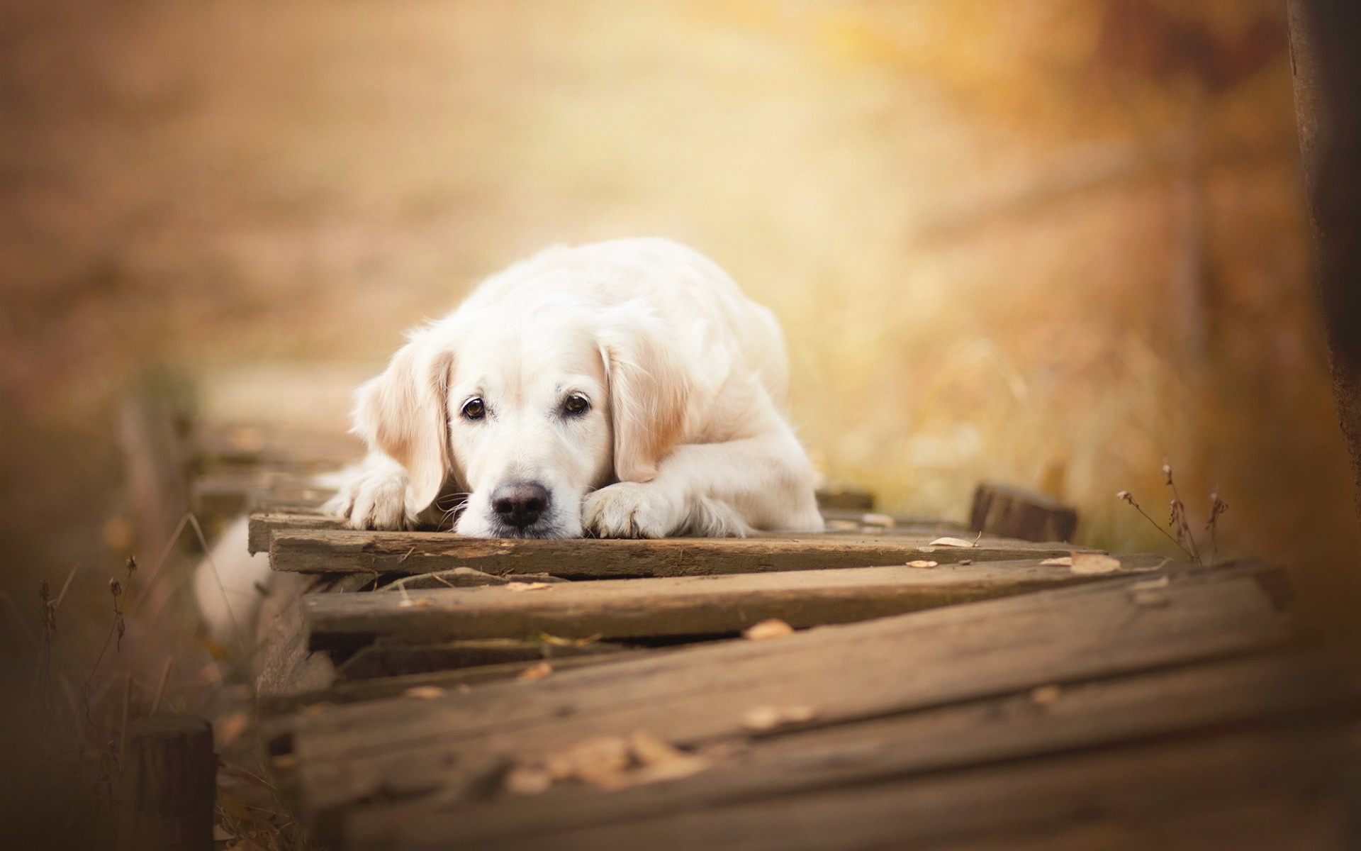 12月3日【v粉壁纸】金毛犬