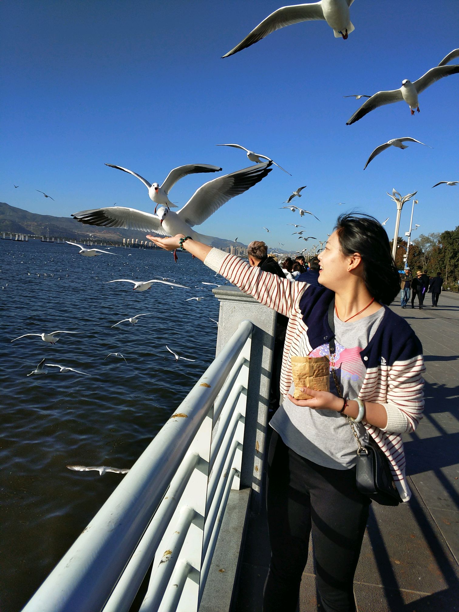 冬季到昆明来看海鸥