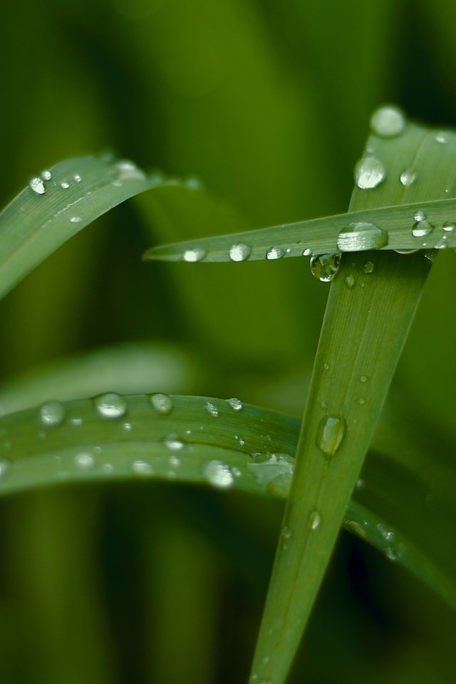 绿色热带植物壁纸