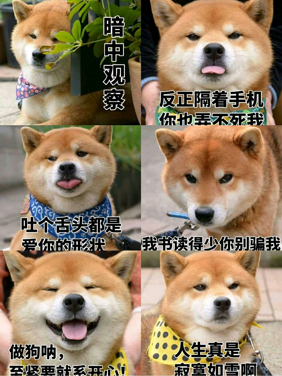 【v粉表情包】柴犬12p-资源分享-vivo智能手机v粉社区