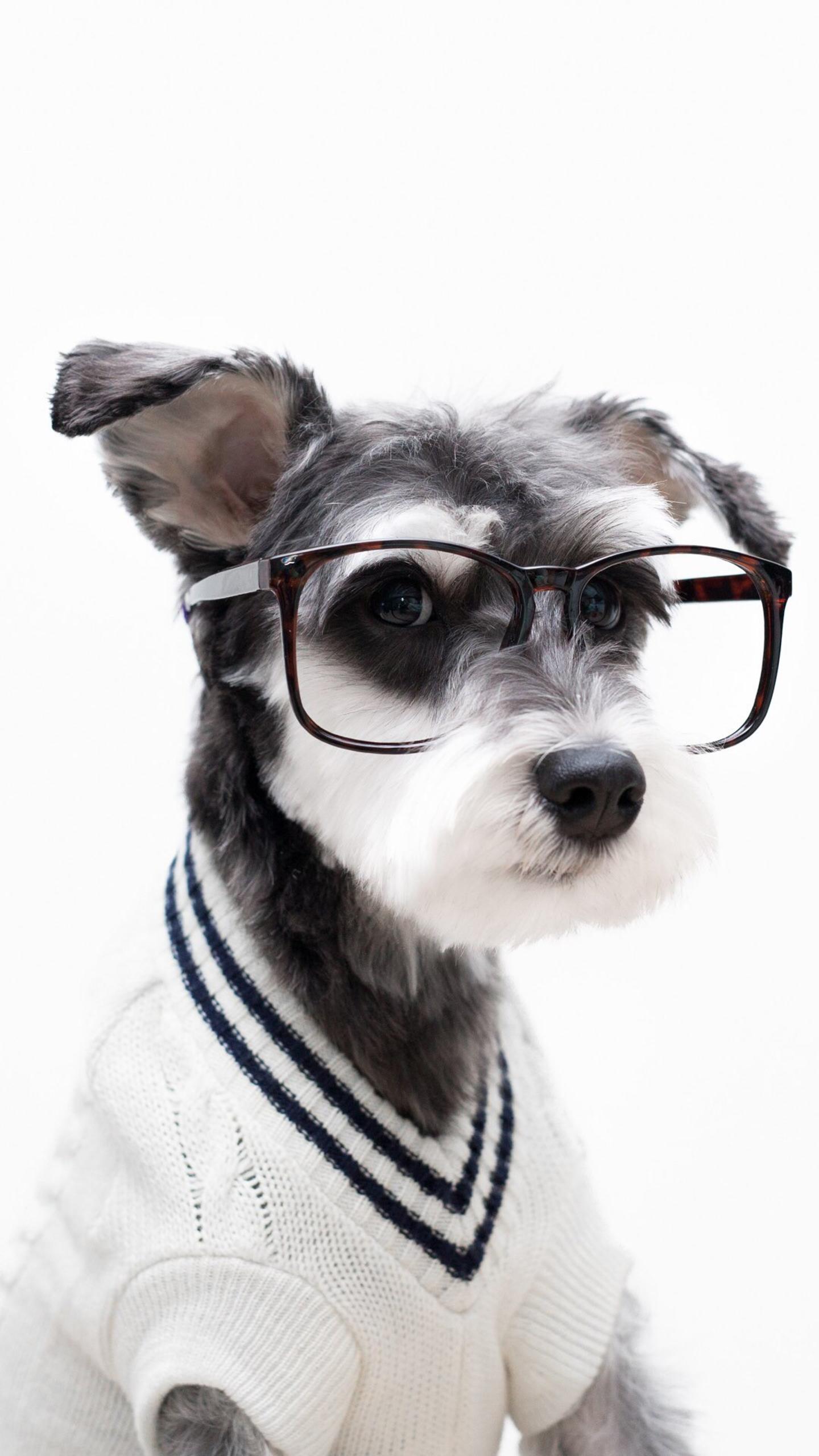 戴着红眼镜的可爱小狗卡通 向量例证. 插画 包括有 逗人喜爱, 爪子, 国内, 动画片, 幼崽, 少许 - 212109133