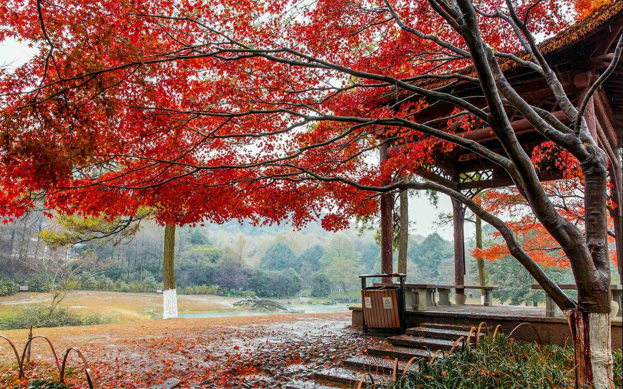 秋天的树摄影图__树木树叶_生物世界_摄影图库_昵图网nipic.com