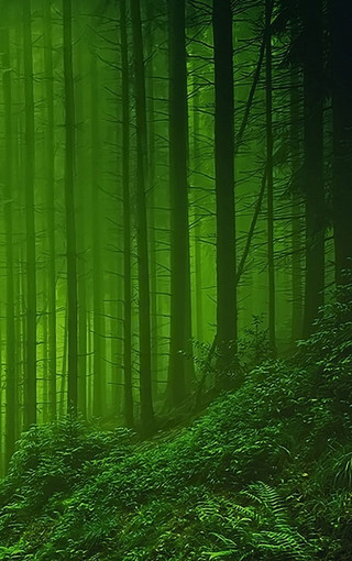 v粉壁纸〕绿色护眼