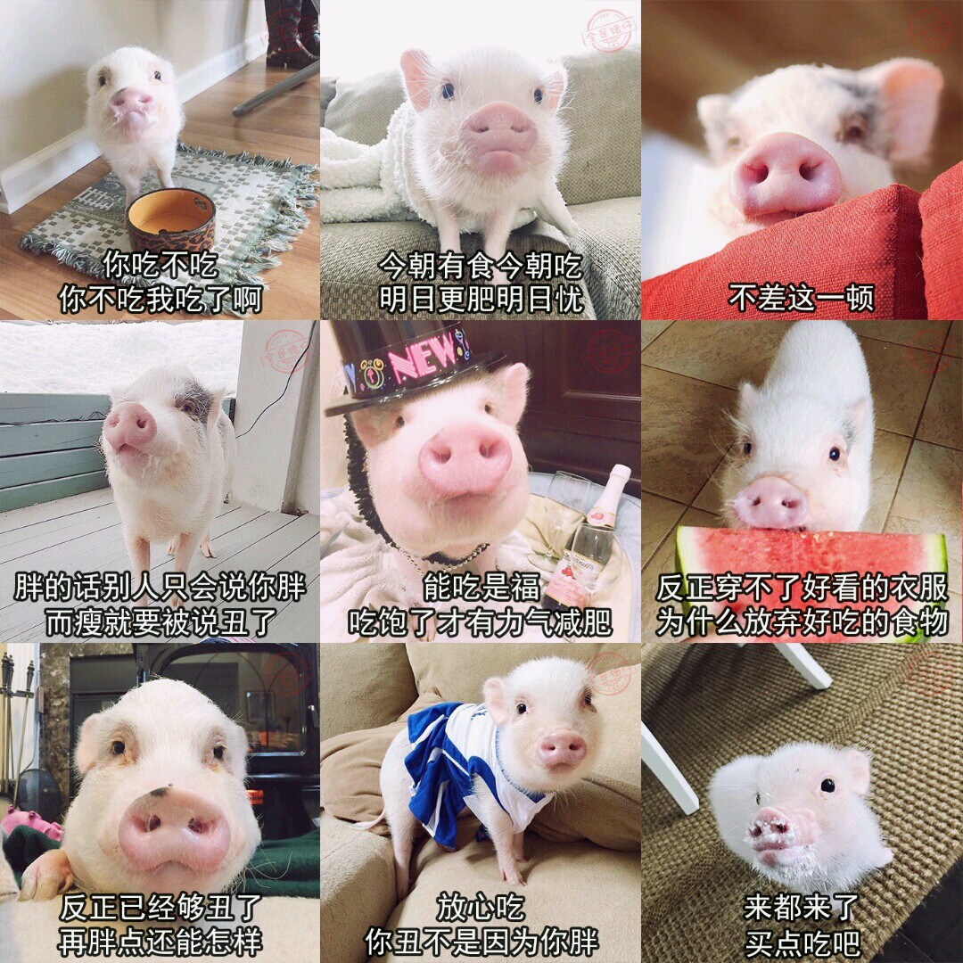 〔v粉表情包〕猪猪女孩放心吃