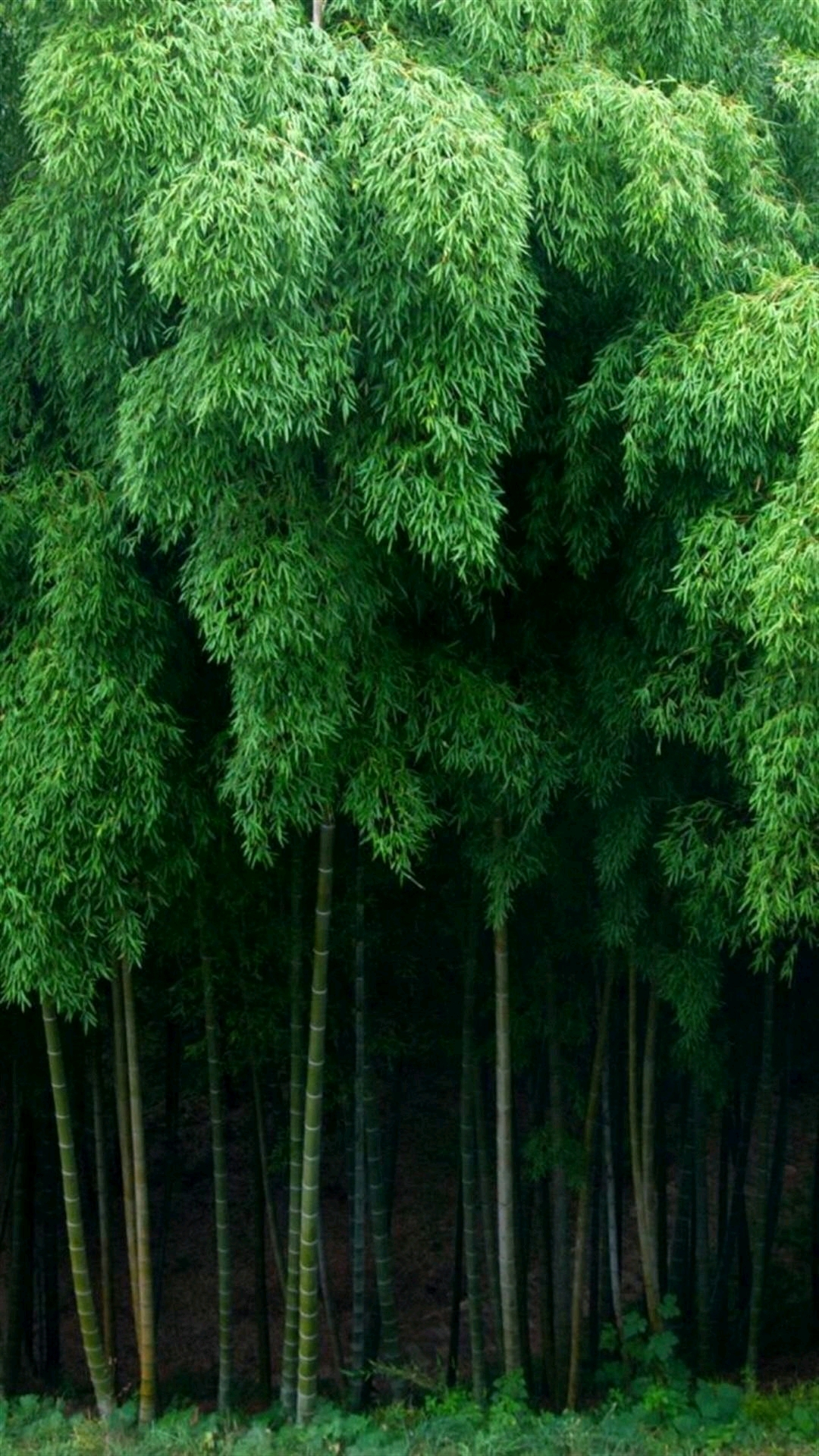Ȼ羰ֽ