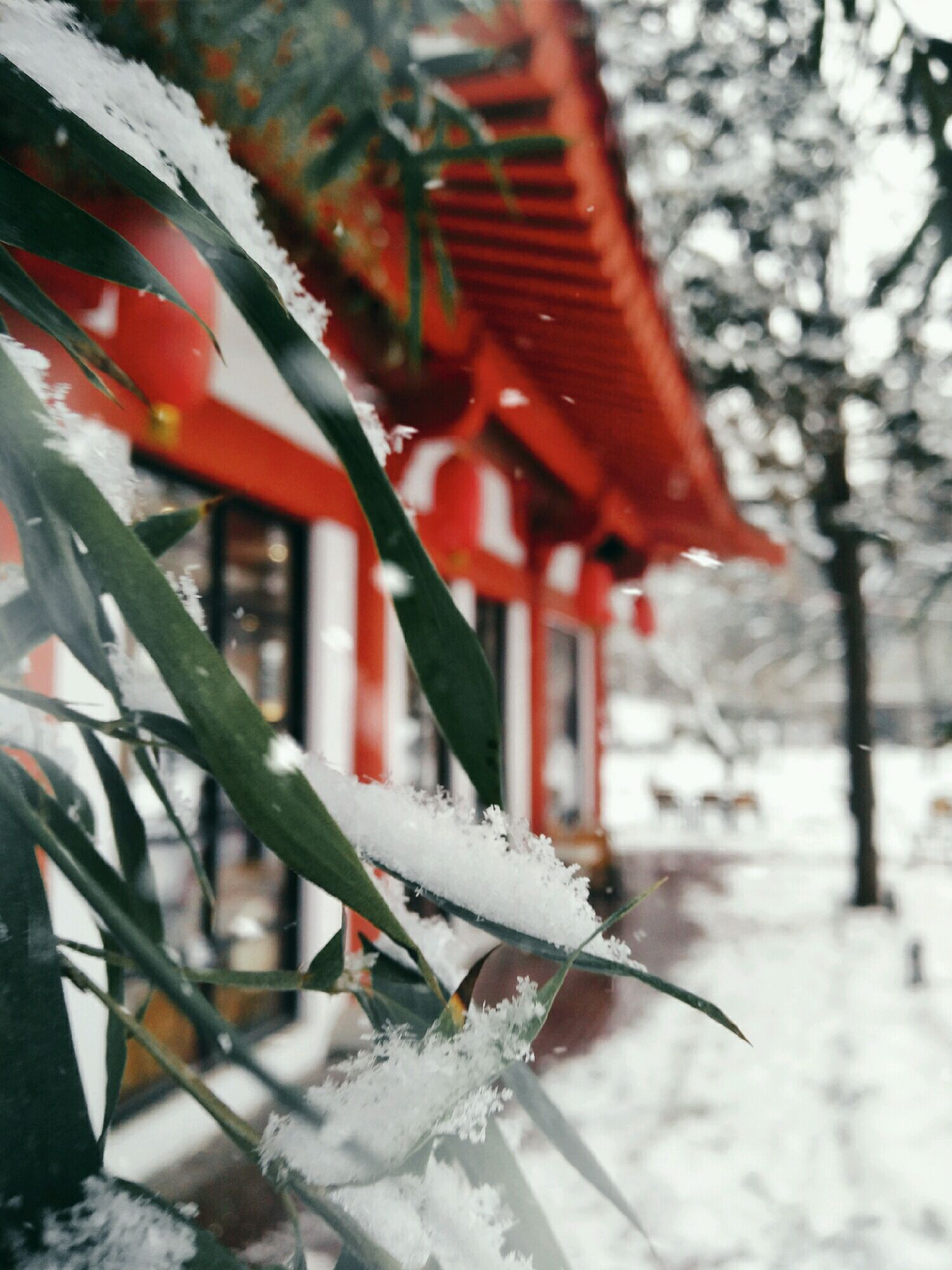 【随手拍雪景】长安雪,最中国