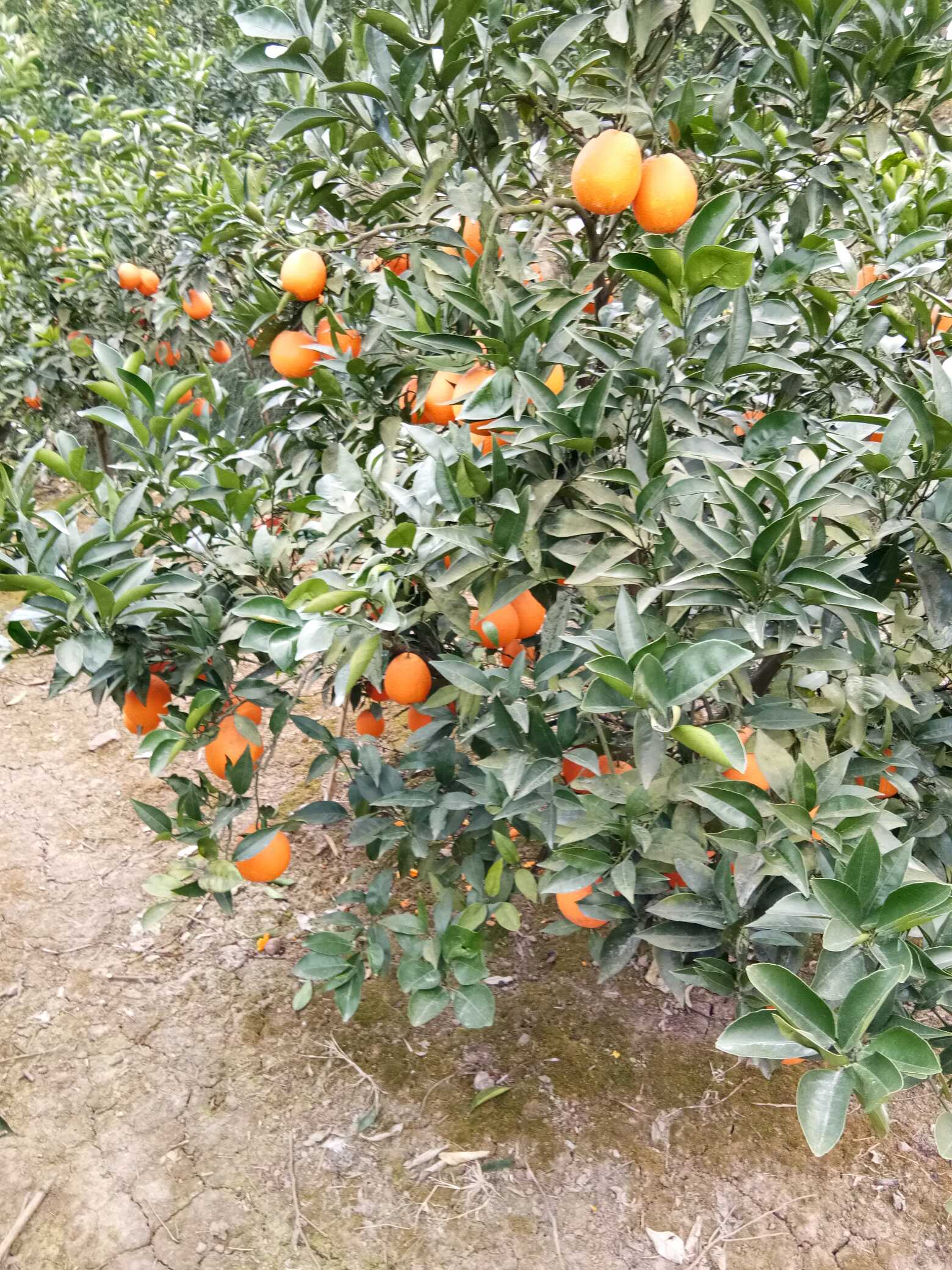 黑龙滩镇天桥村天桥3组的纽荷脐橙色红果大,味道特甜.
