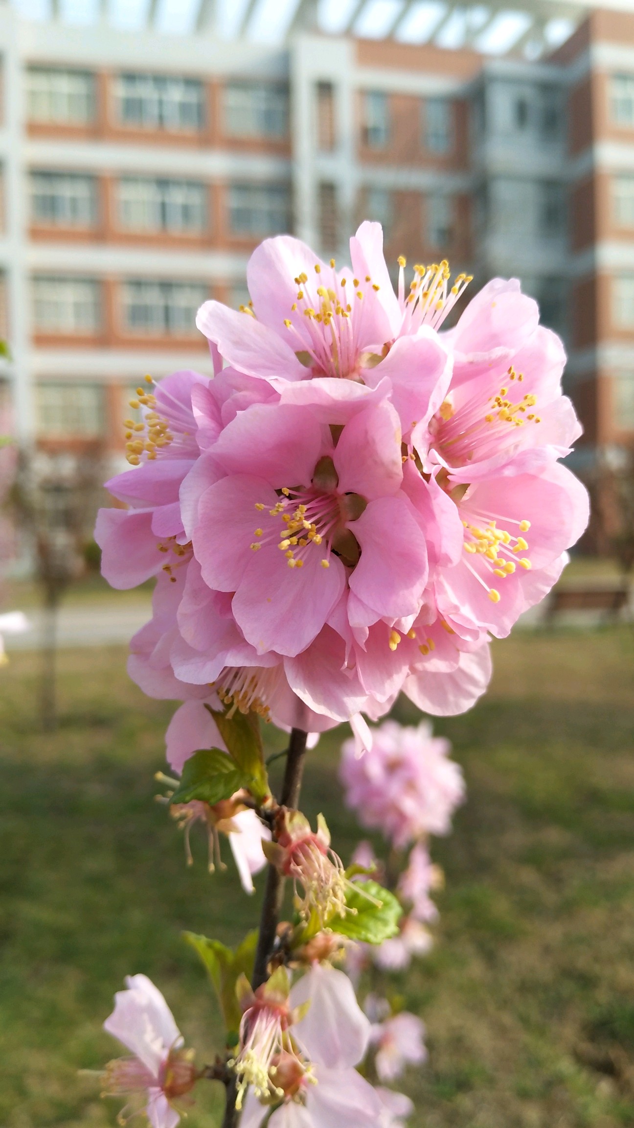 春暖花开