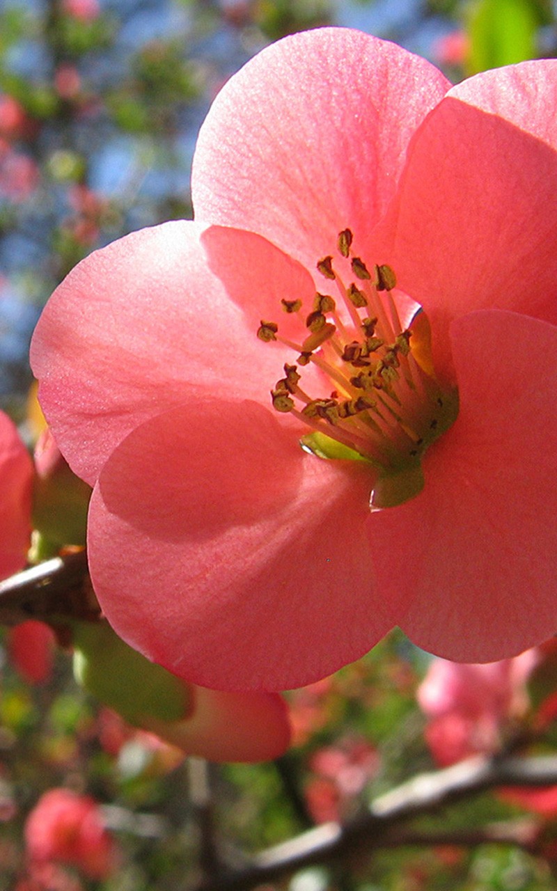 [v粉壁纸]之风景花花草草