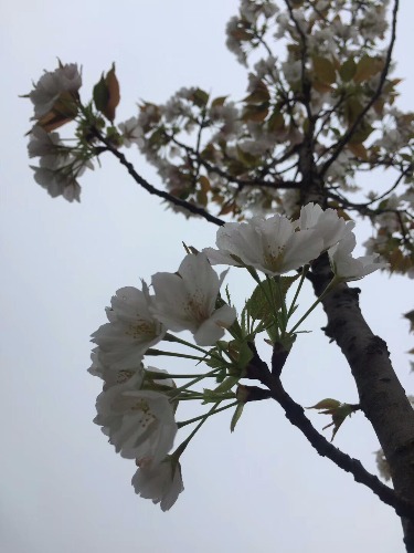 花逢细雨