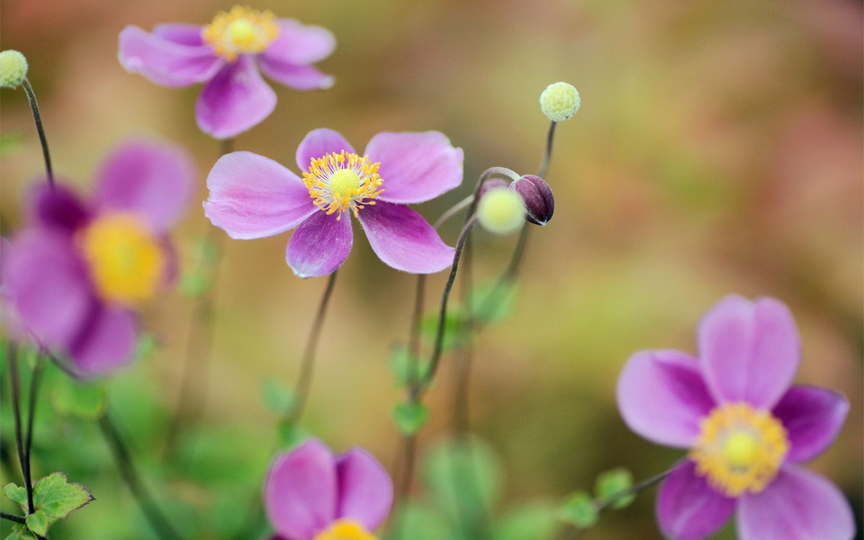 【v粉壁纸】唯美lomo花花草草高清花卉壁纸