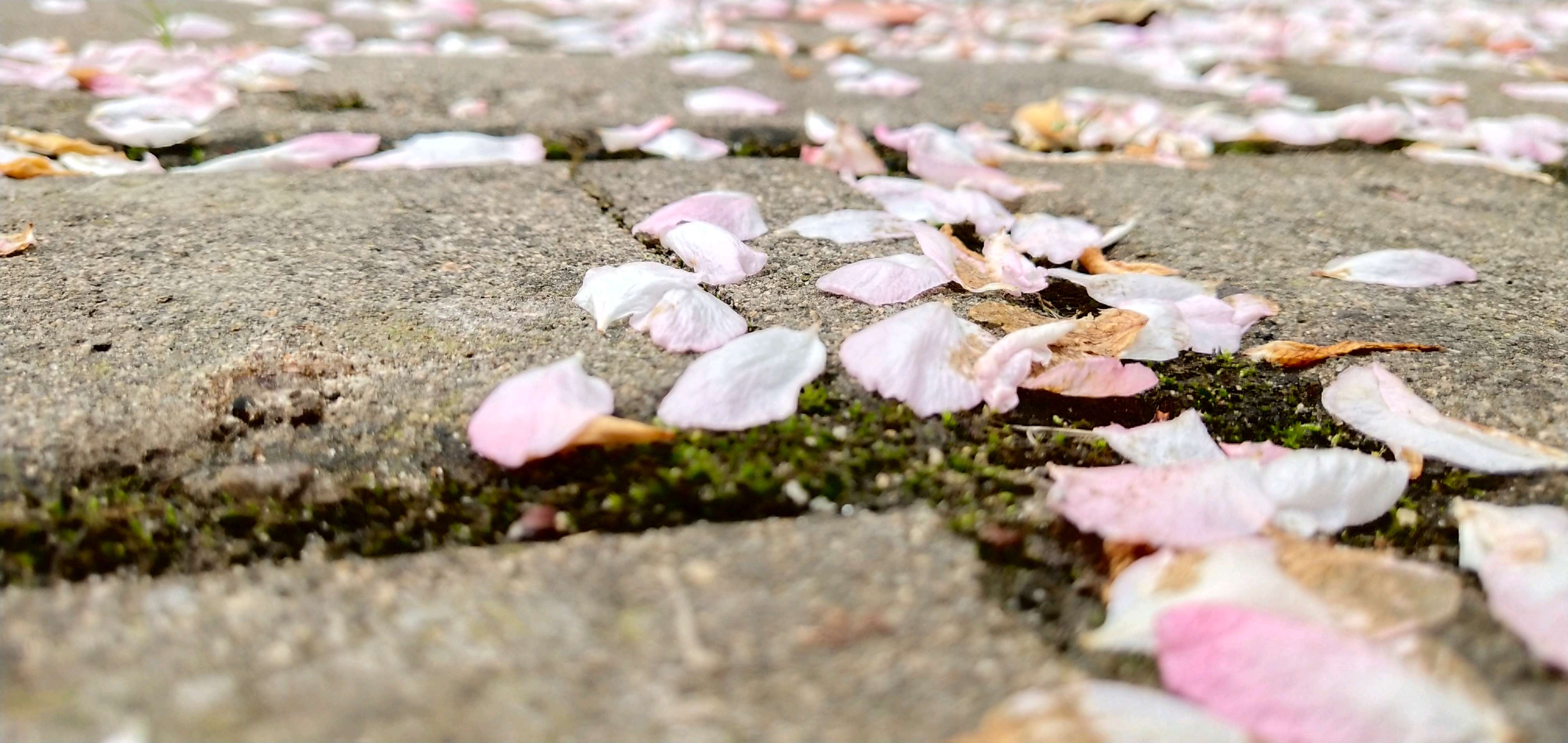 花开花落,花瓣掉落祷地