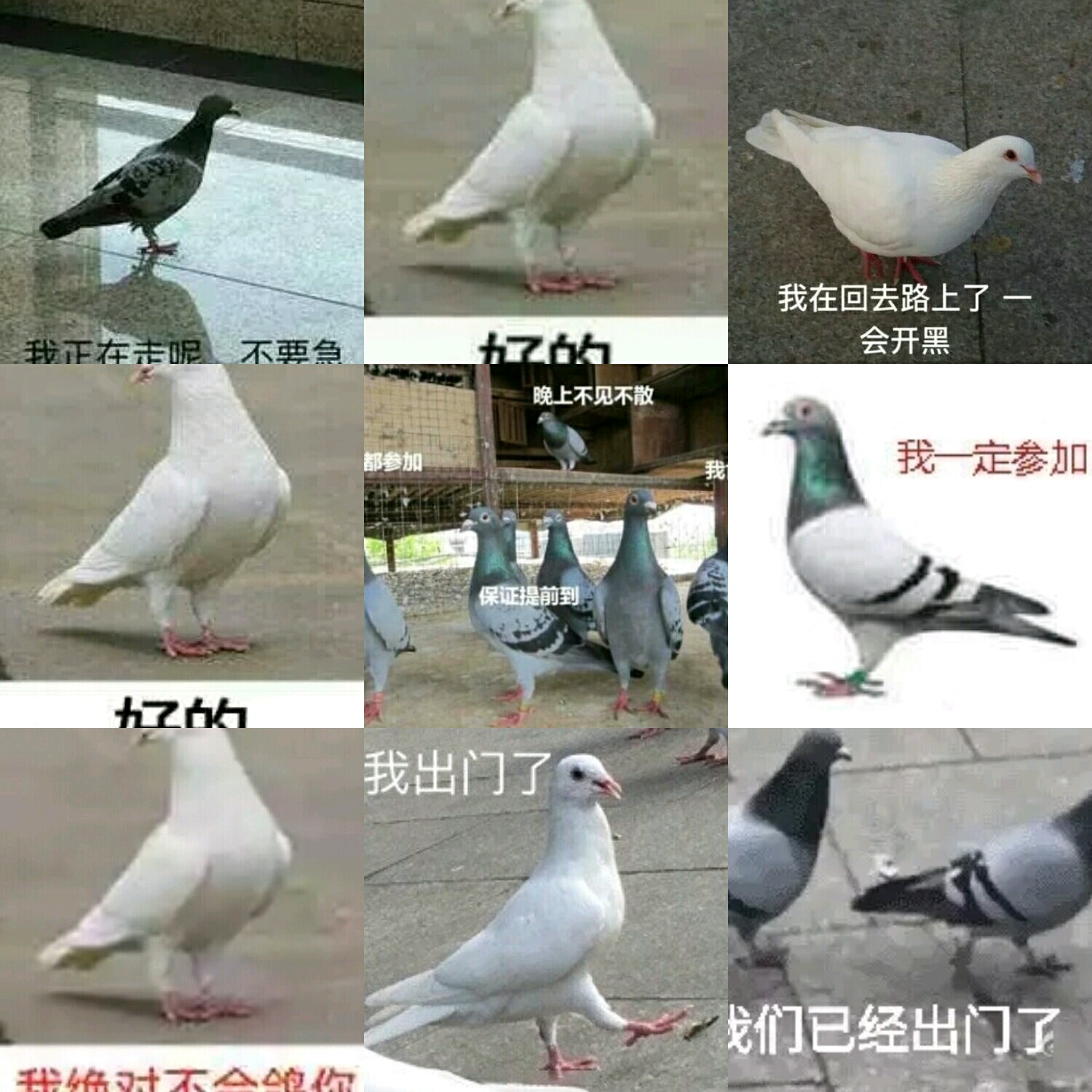 【v粉大象】放鸽子真水无香表情无形图片