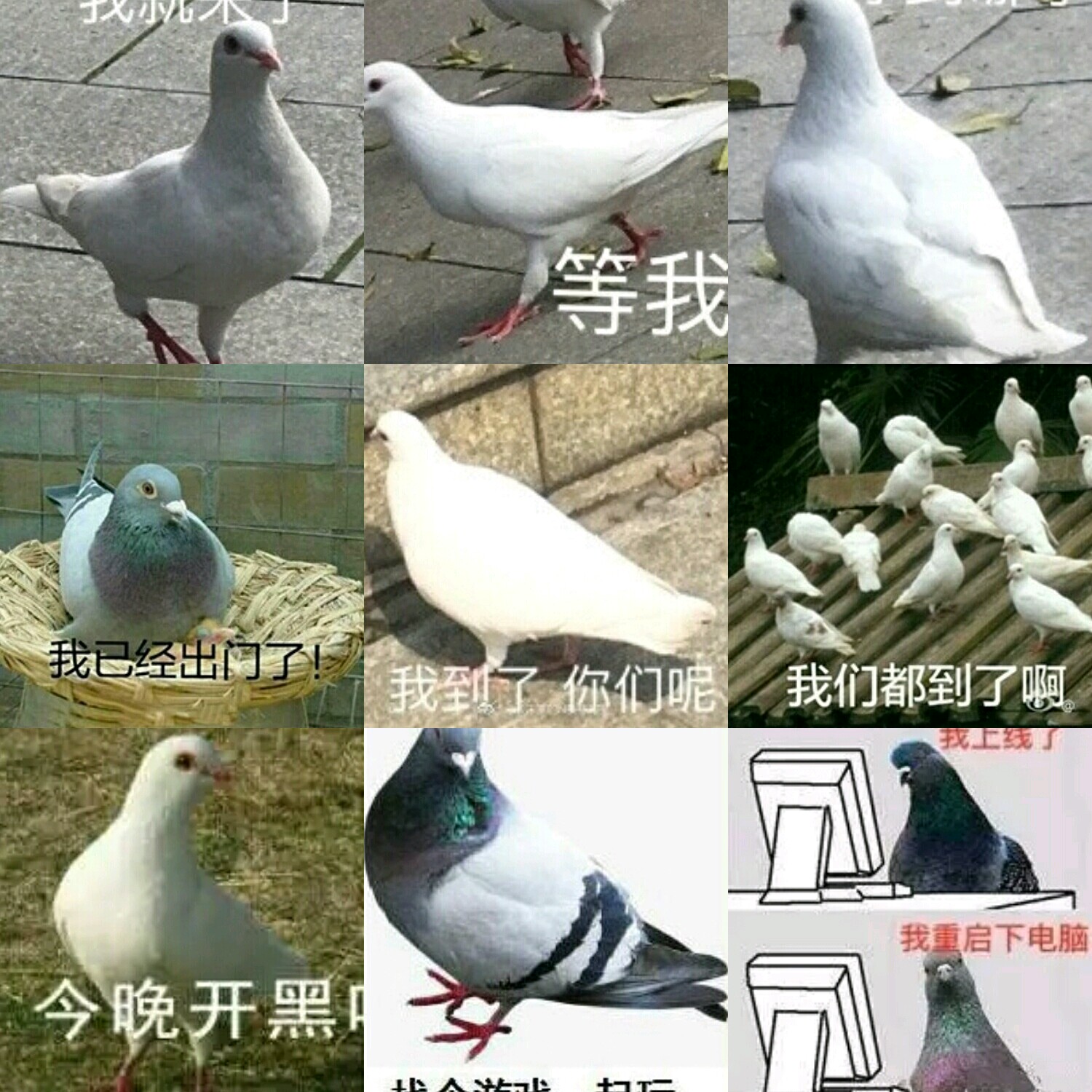 【v粉兔子】放鸽子表情的文库ppt百度狮子图片