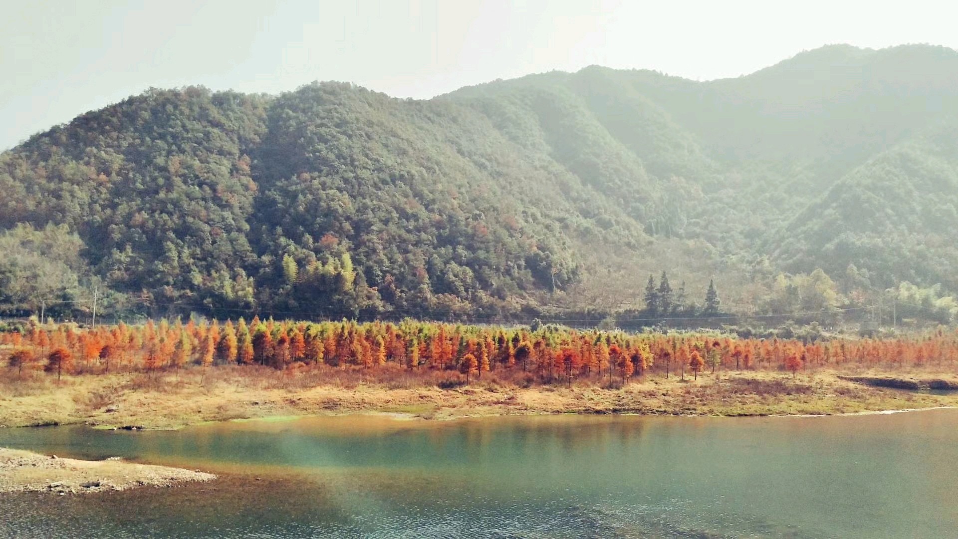 【试用申请】 临海小芝红树林.