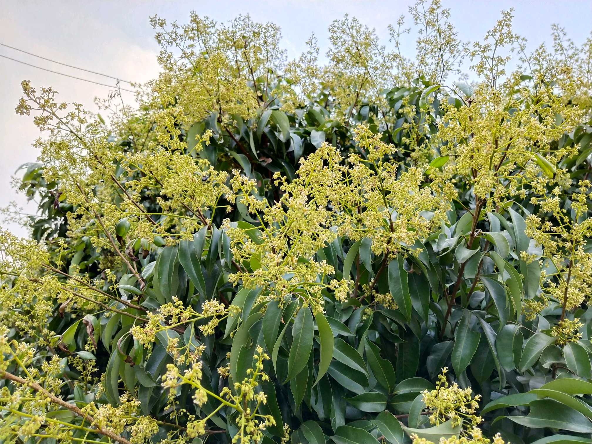 今年开了好多荔枝花