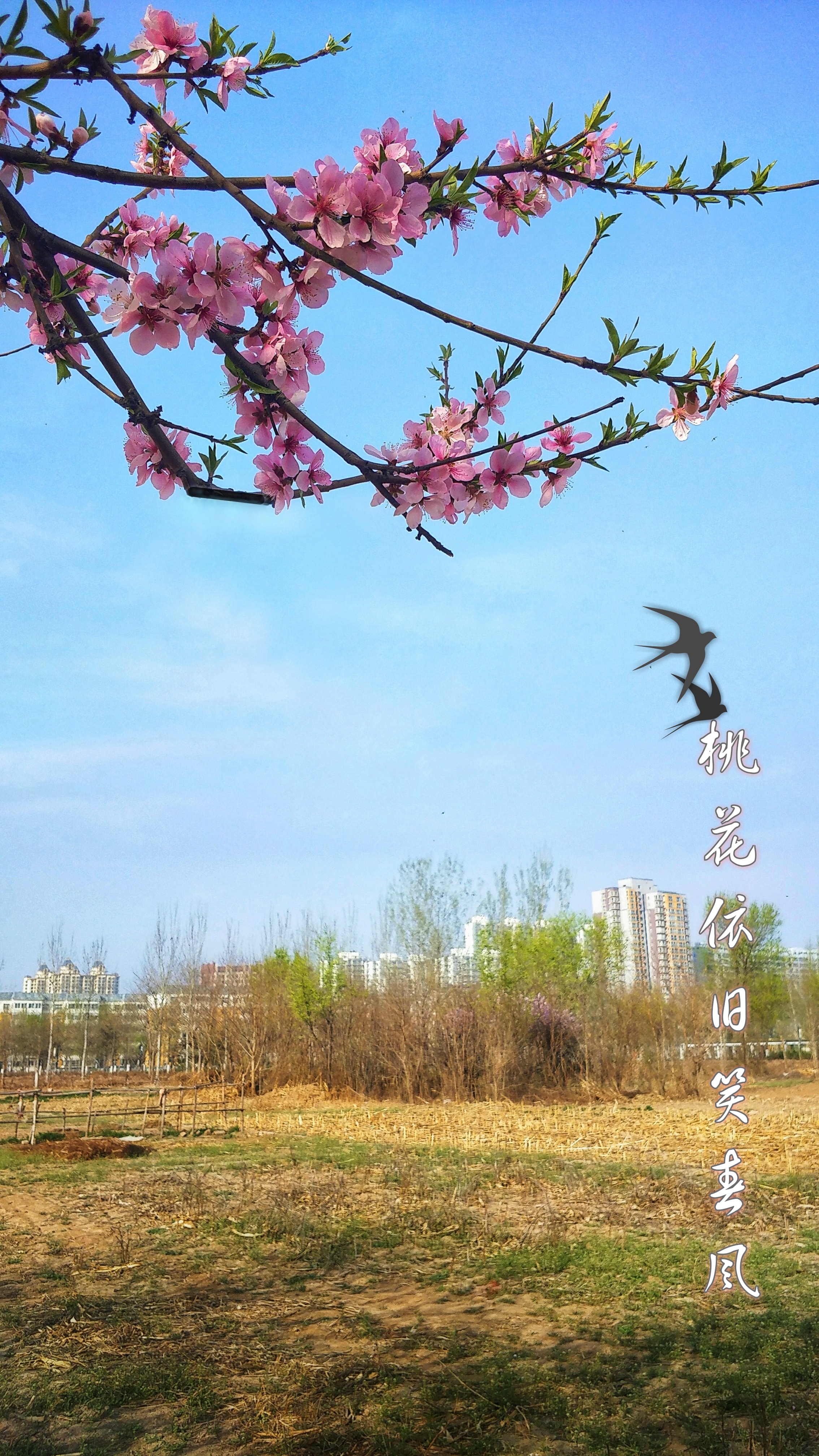 【初春记】桃花依旧笑春风