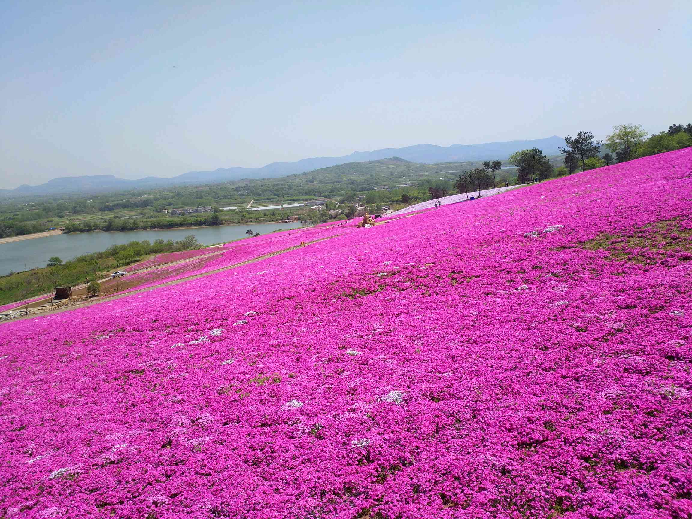 句容芝樱小镇,全国最大花海.