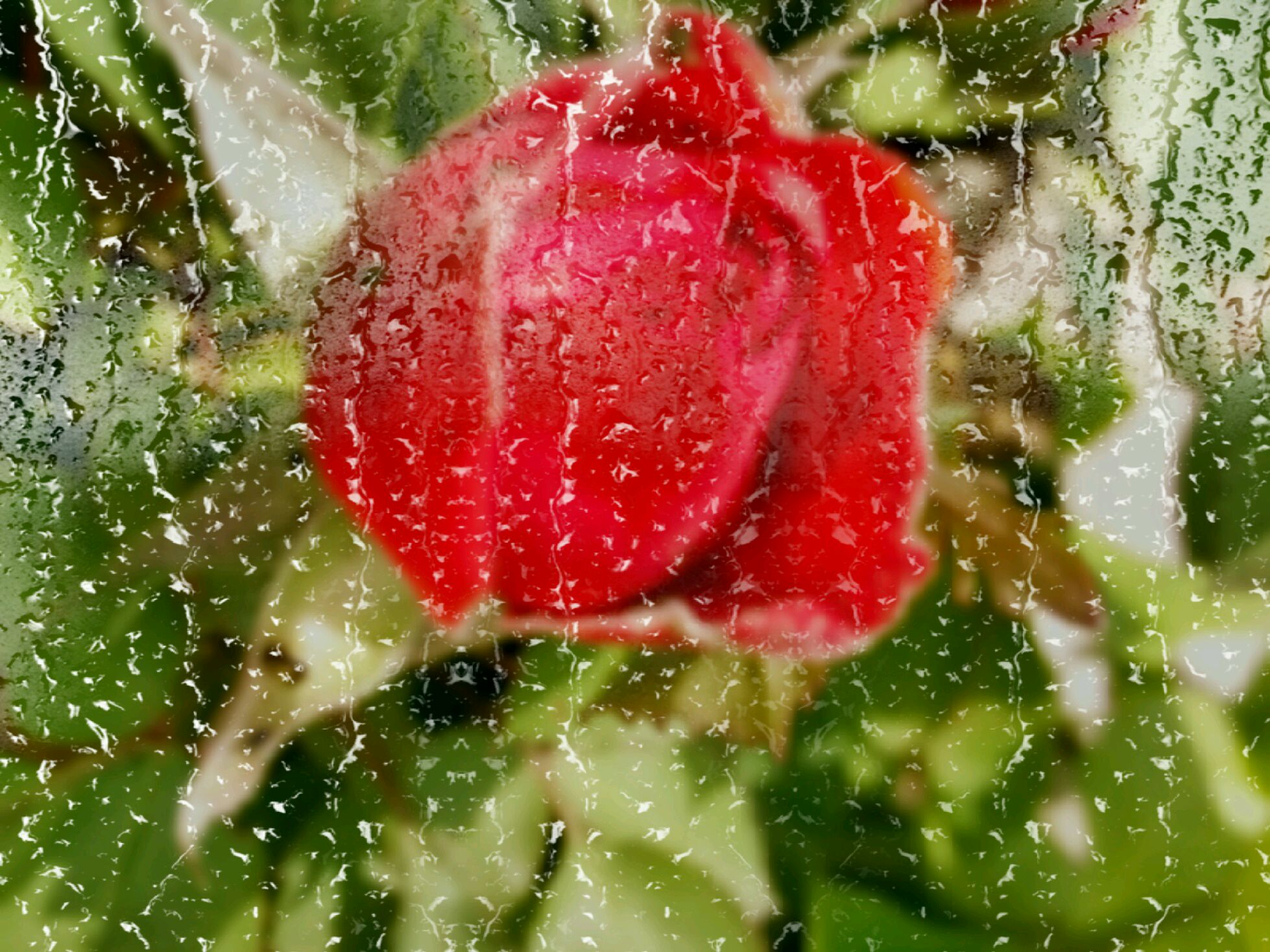 雨中的绿叶红花高清电脑壁纸图片-壁纸图片大全
