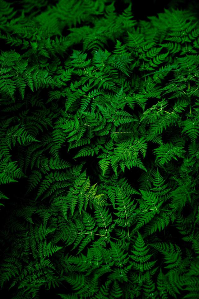 《v粉主题素材壁纸》自然植物绿色护眼壁纸