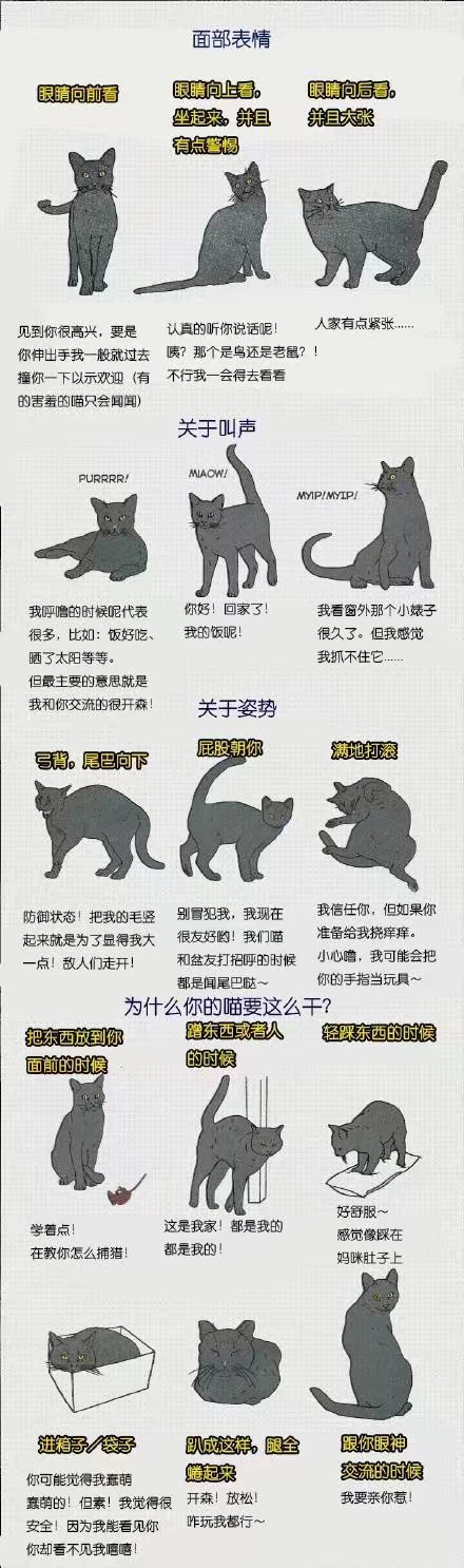 猫咪的肢体语言!