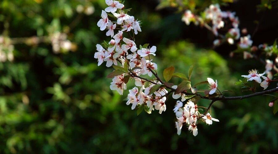 落花风雨更伤春