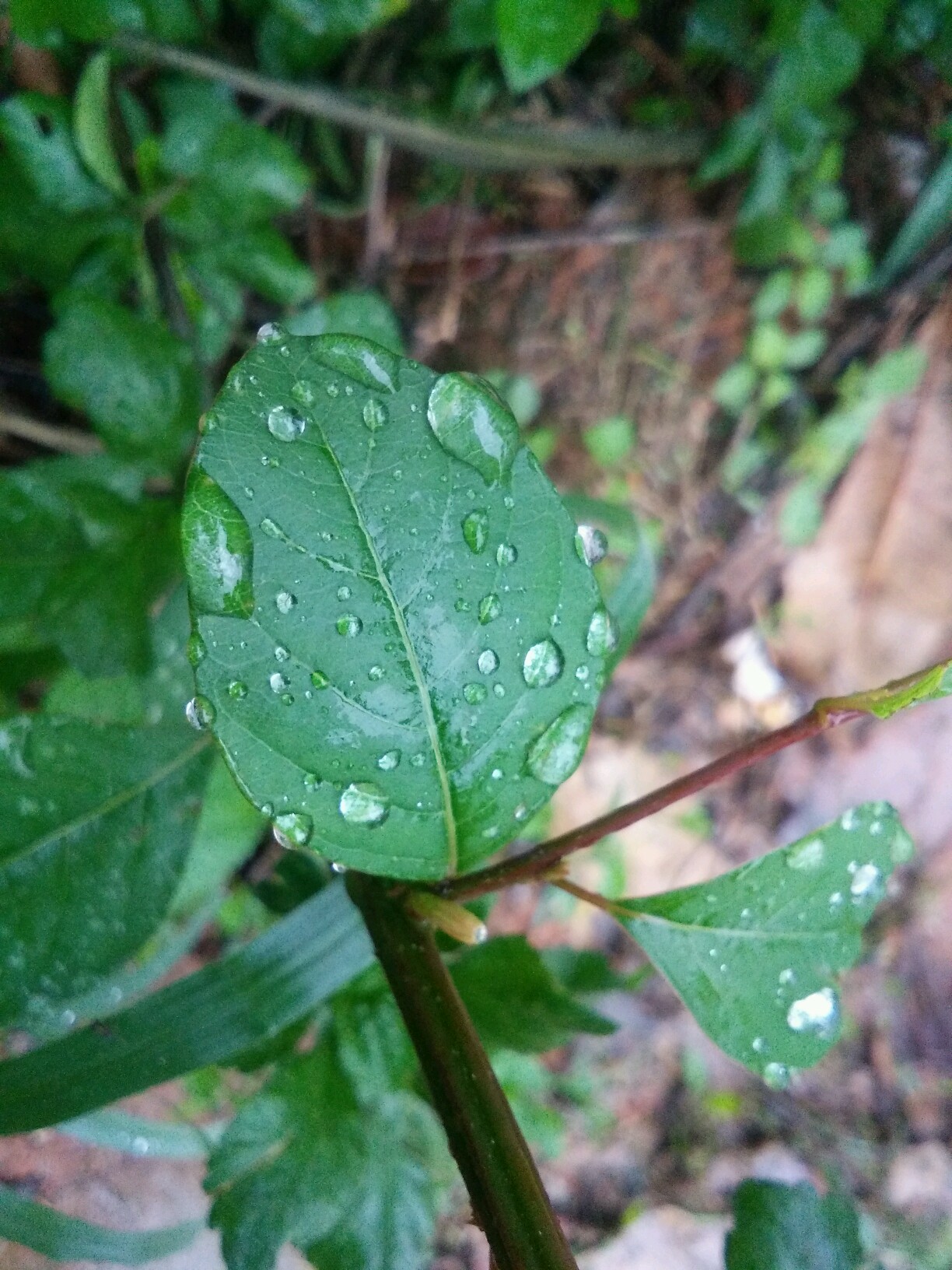 天天下雨,到处湿湿的,又沉又闷,好烦哦