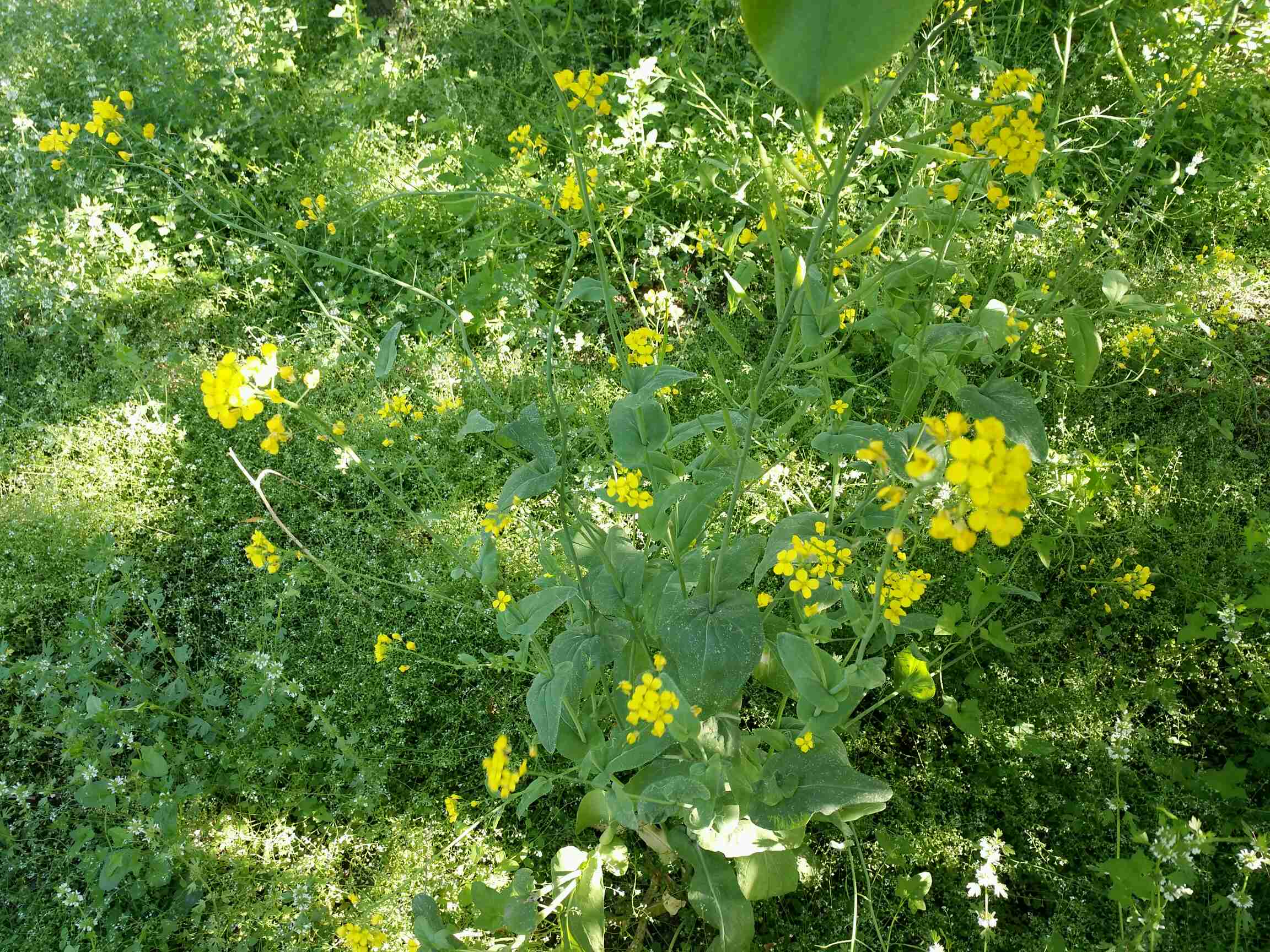 田间的野花野草