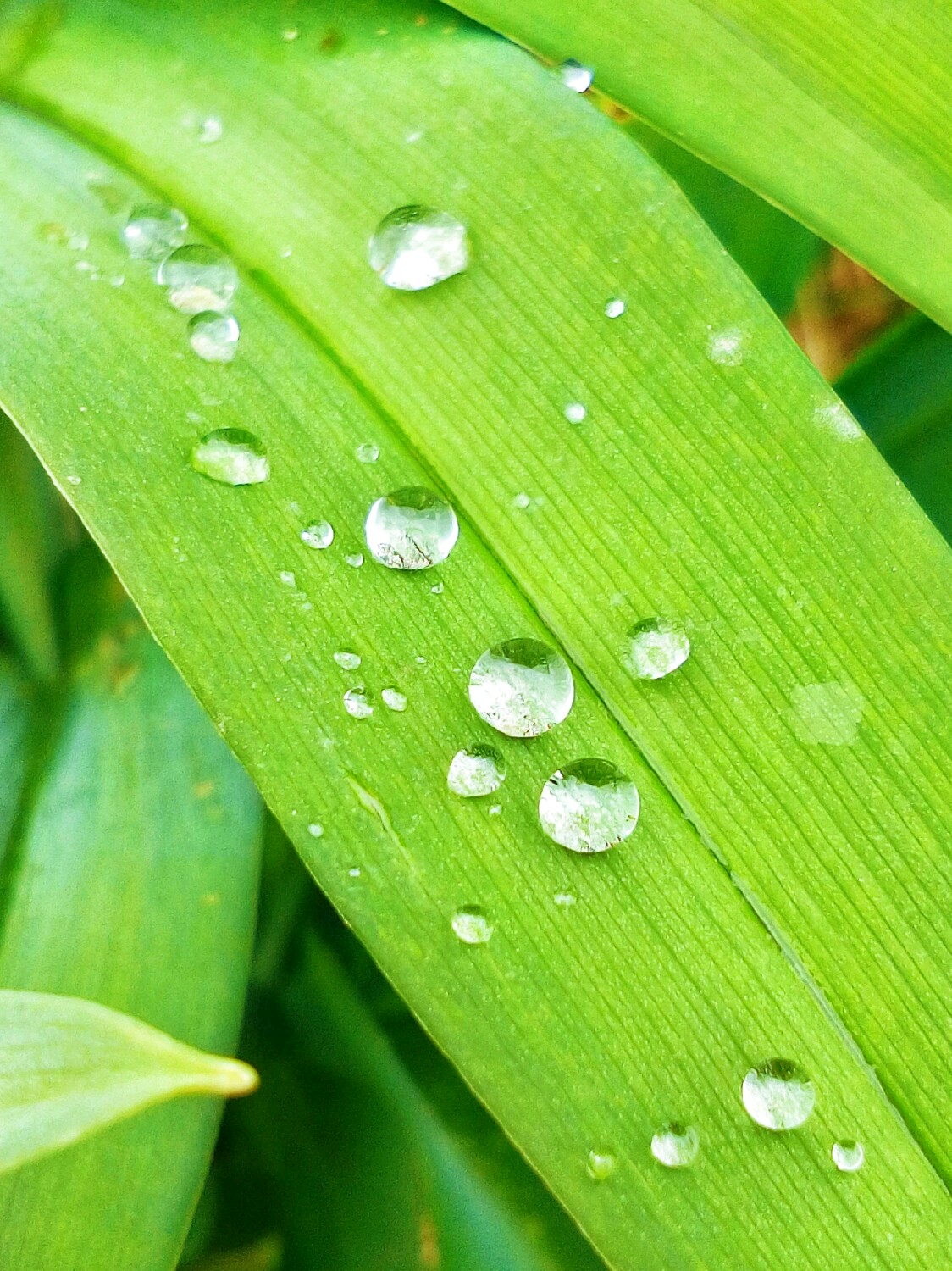 随手拍的叶子上的雨后水珠.