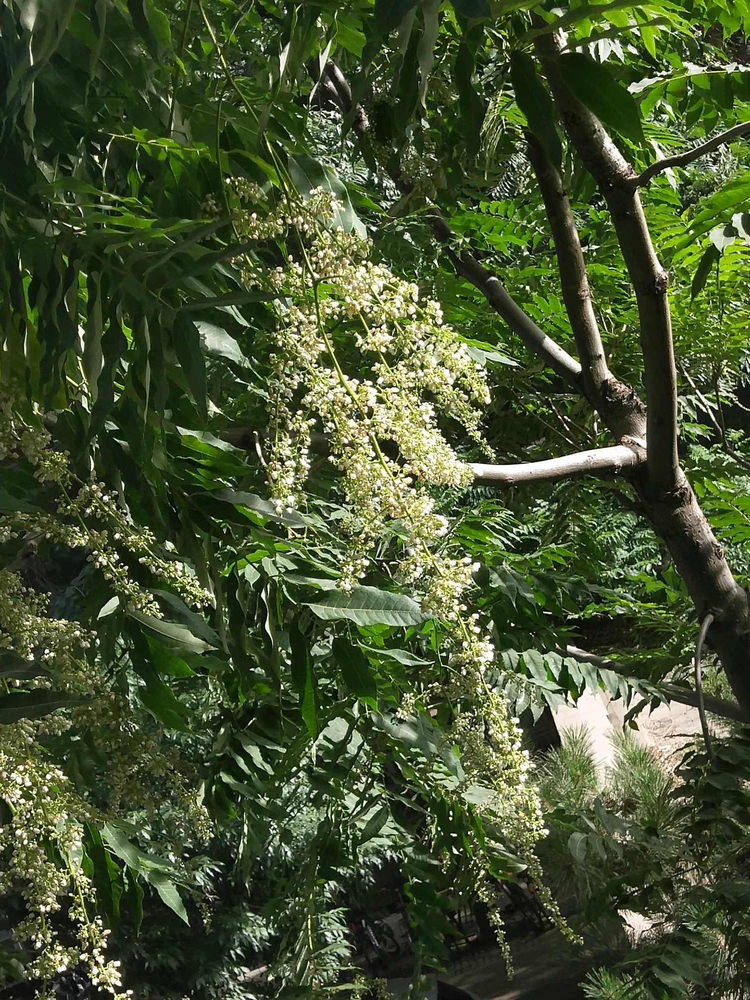 无意间一瞥,看到窗前香椿树开满了一串串一嘟噜的香椿花,虽不香不艳