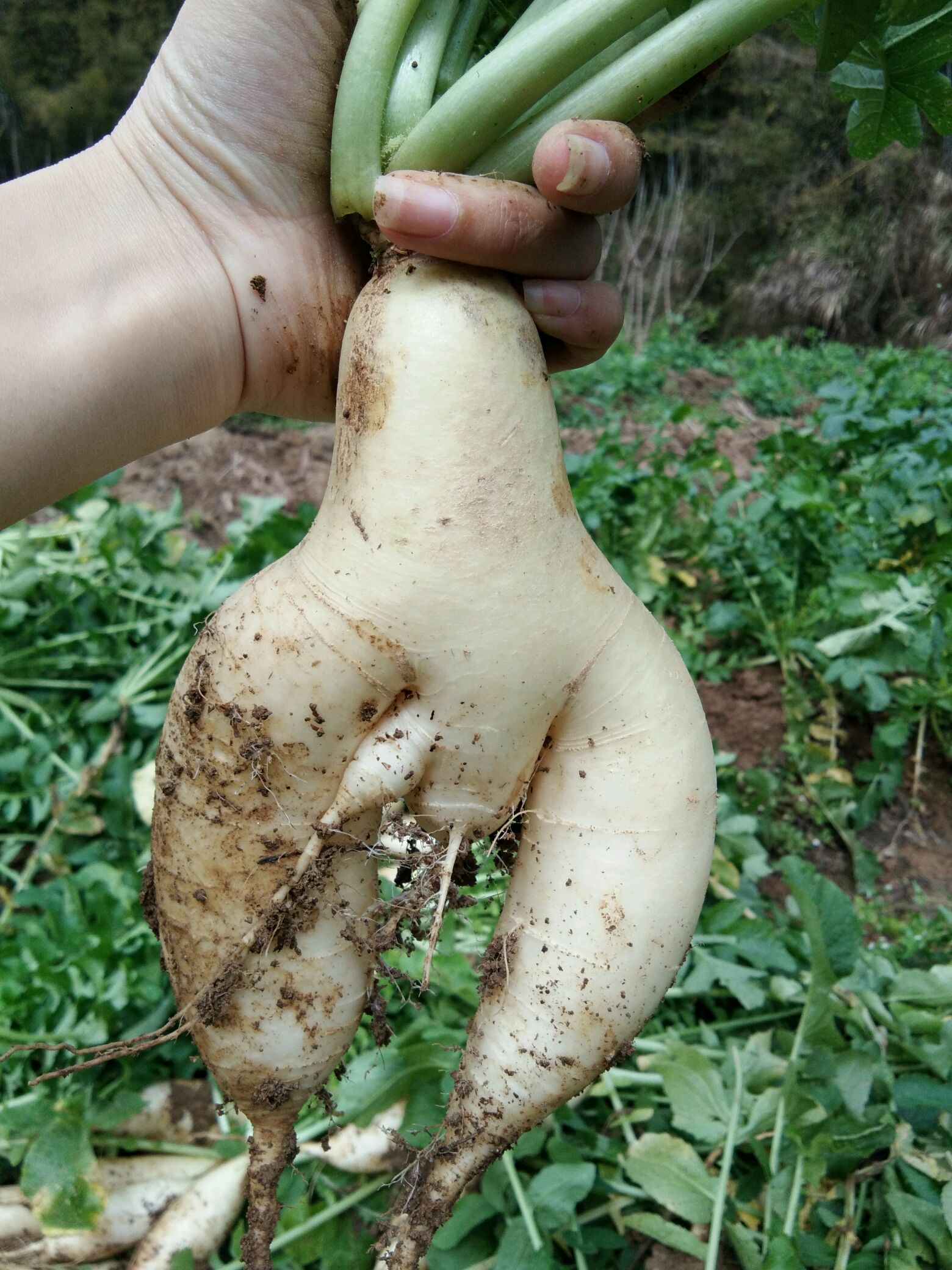 修炼成精的萝卜