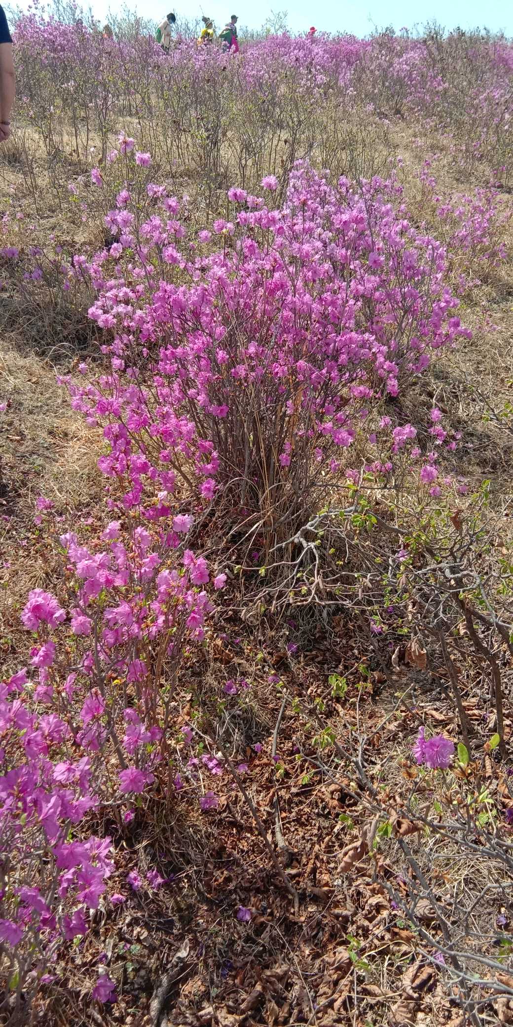 漂亮的金达莱花!