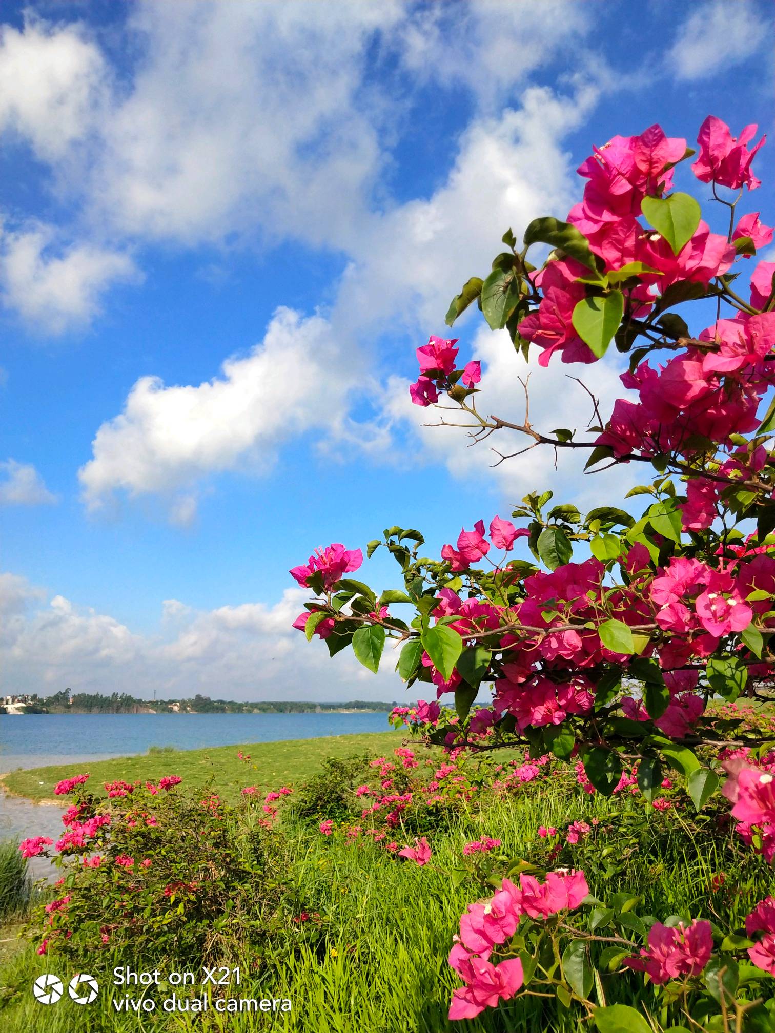 夏日盛开的花朵,在蓝天白云衬托下,组成了一幅美丽的风景.