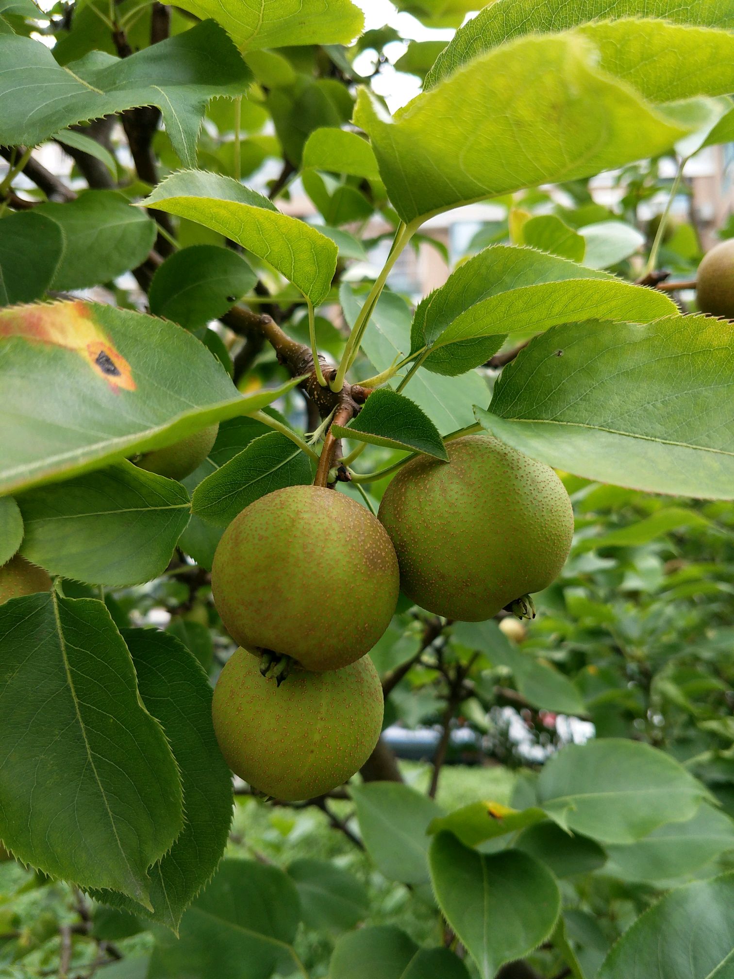 未熟的梨子挂满枝头!