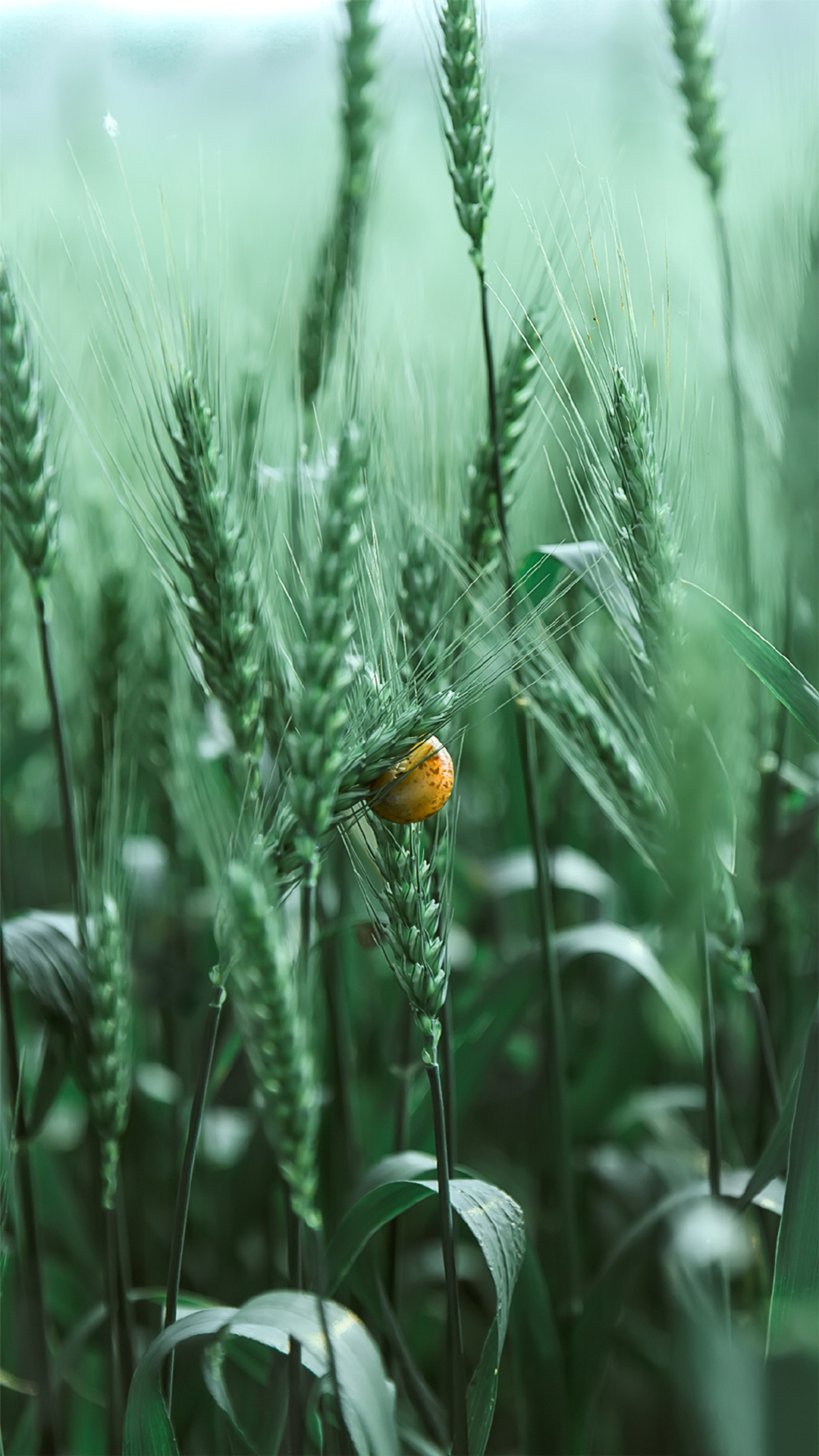 【壁纸】绿色护眼植物壁纸