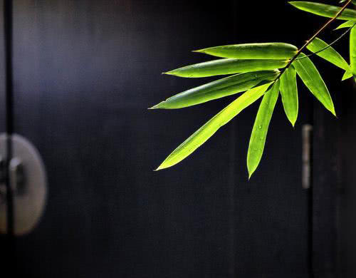 【达人分享】竹子怎么拍?教你拍出有意境的竹
