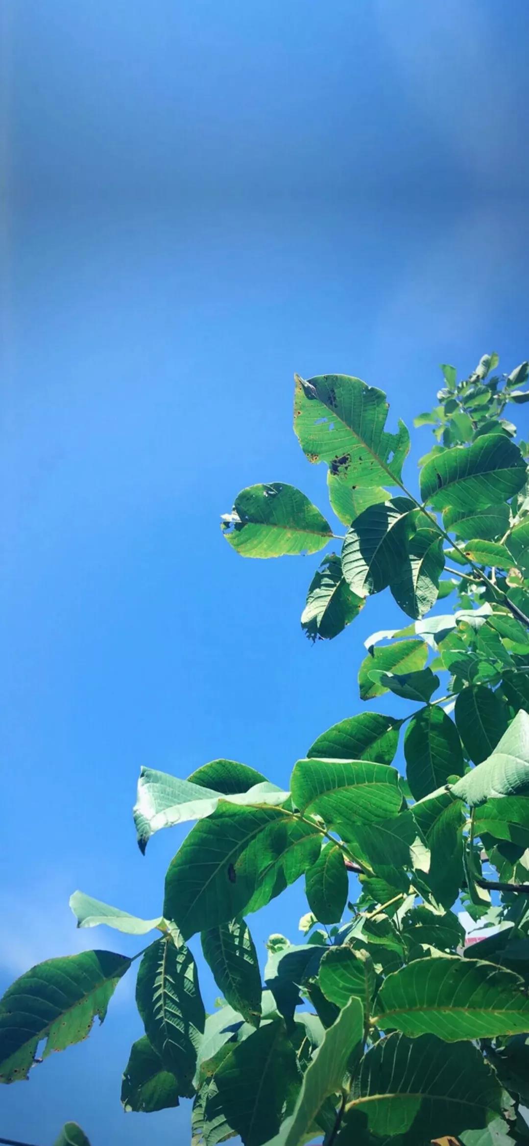 换上这波护眼壁纸之后,仿佛我的视力明天就能赶英超美,恢复夜视5