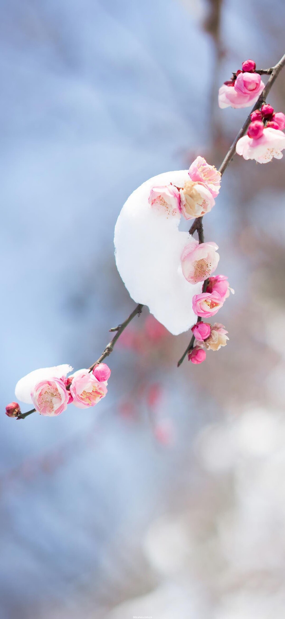 壁纸分享|梅花初放,一点红